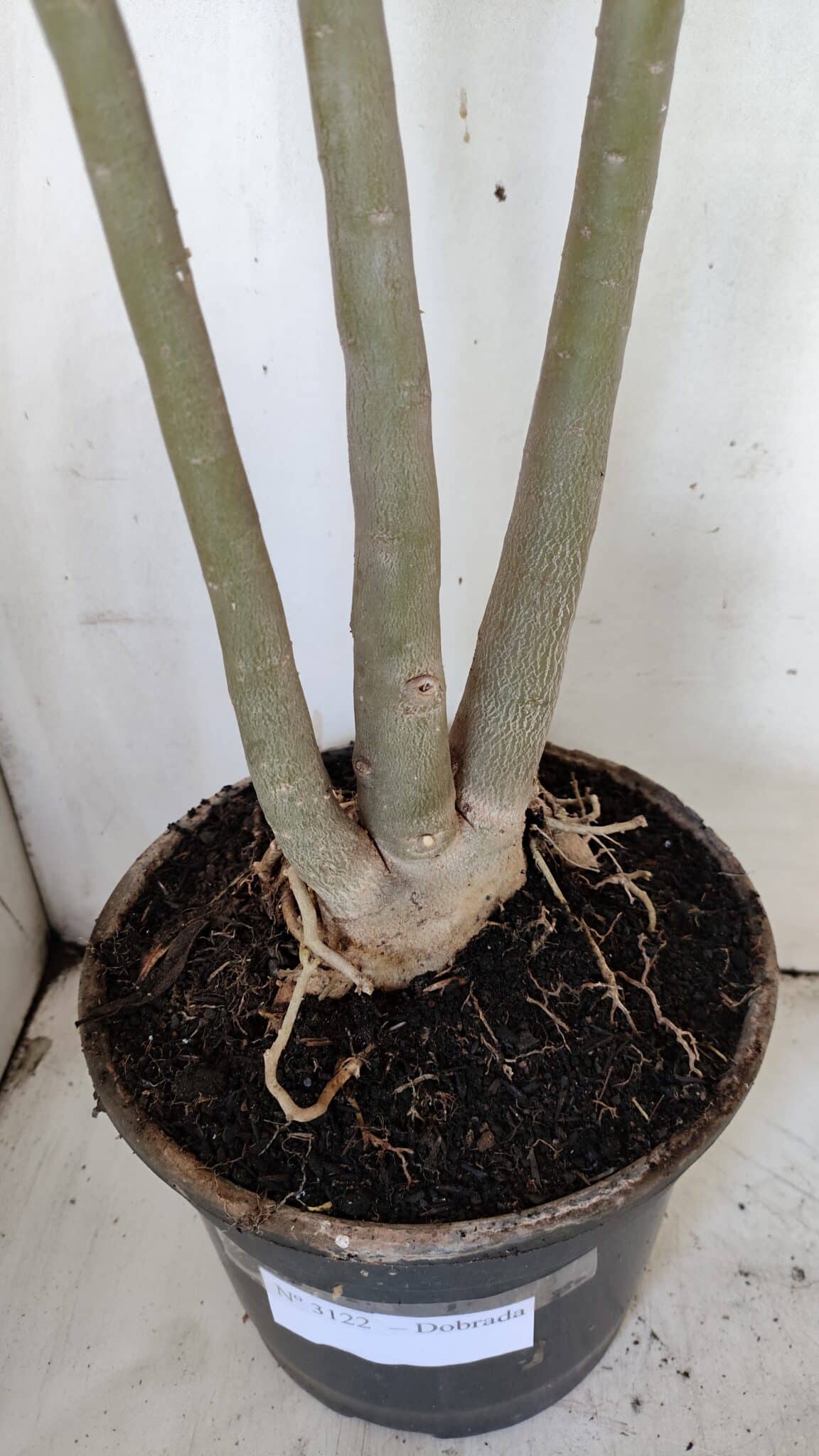 Planta Dobrada 3122 – 70cm – 05 anos