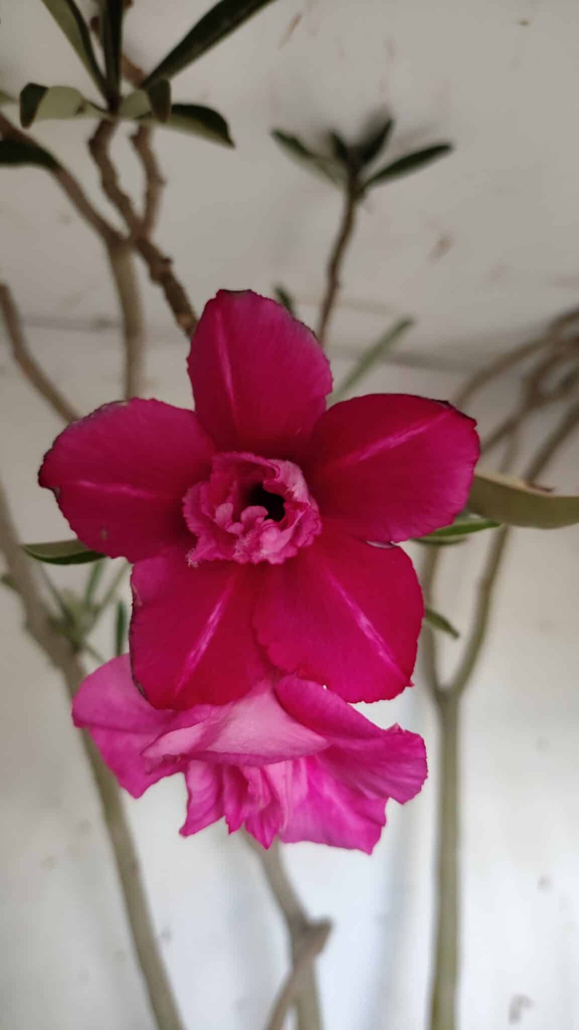Planta Dobrada 3122 – 70cm – 05 anos