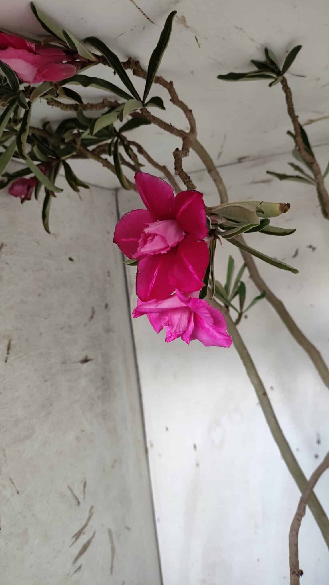 Planta Dobrada 3122 – 70cm – 05 anos