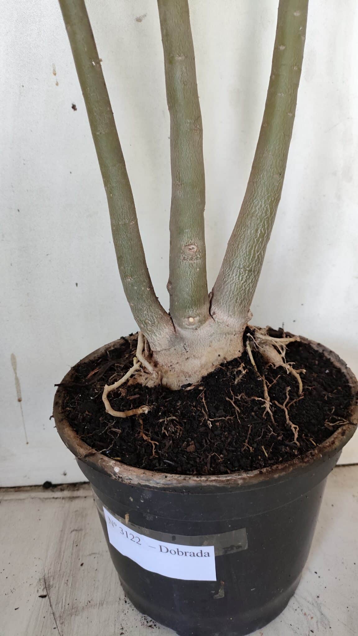 Planta Dobrada 3122 – 70cm – 05 anos