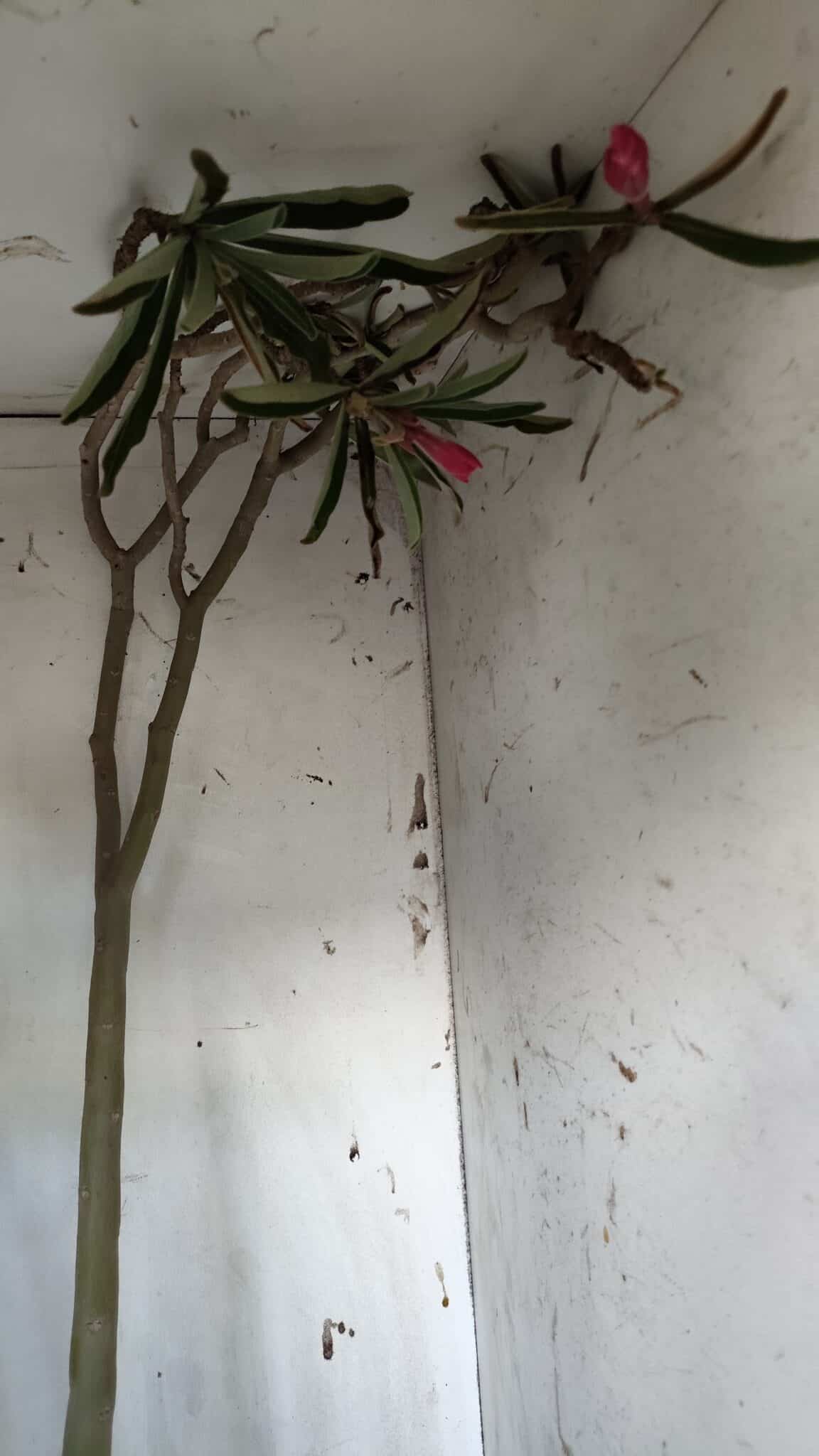 Planta Dobrada 3122 – 70cm – 05 anos