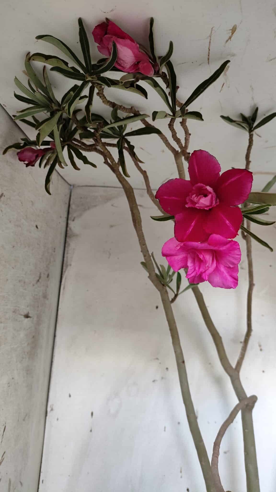 Planta Dobrada 3122 – 70cm – 05 anos