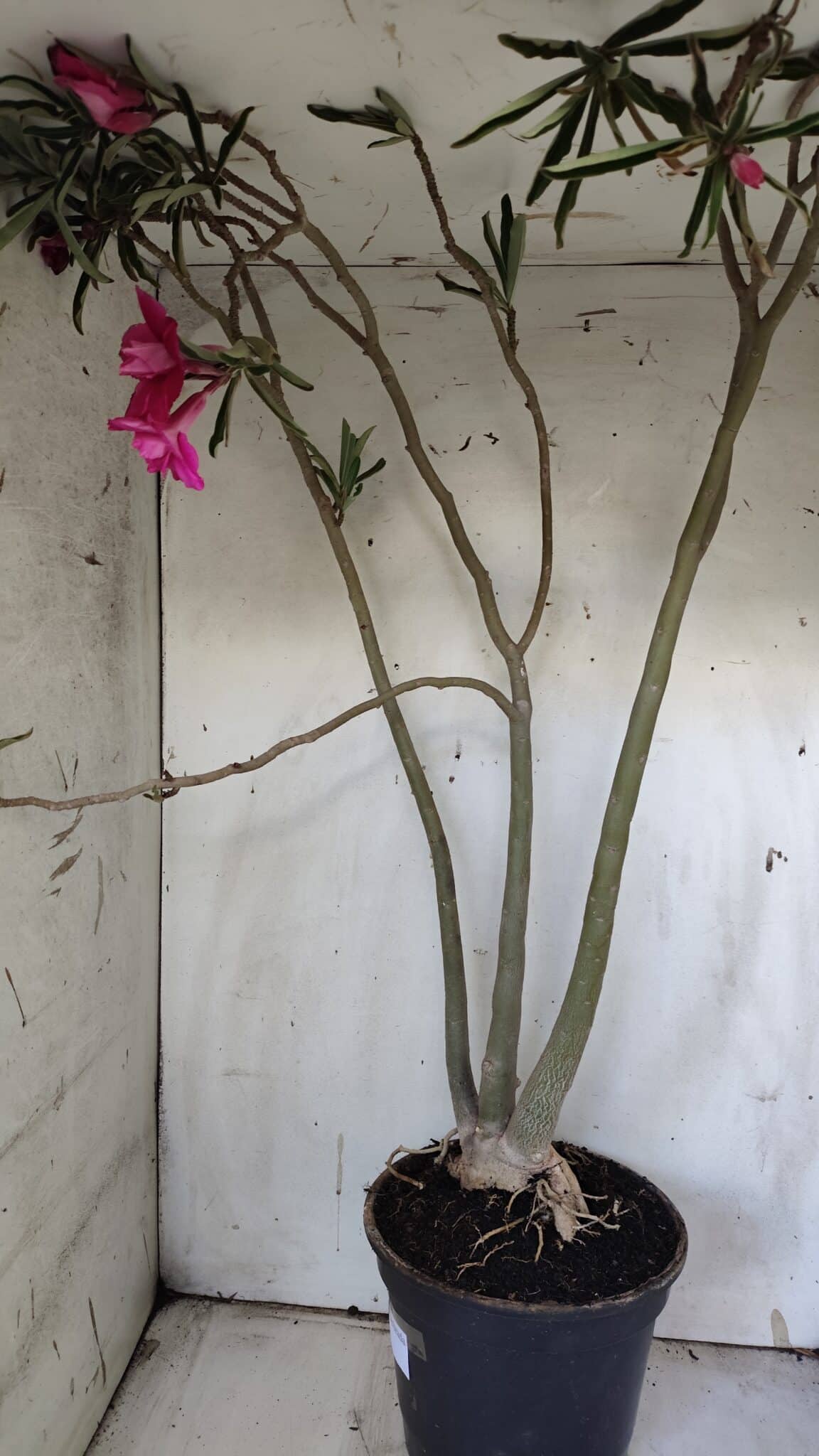 Planta Dobrada 3122 – 70cm – 05 anos
