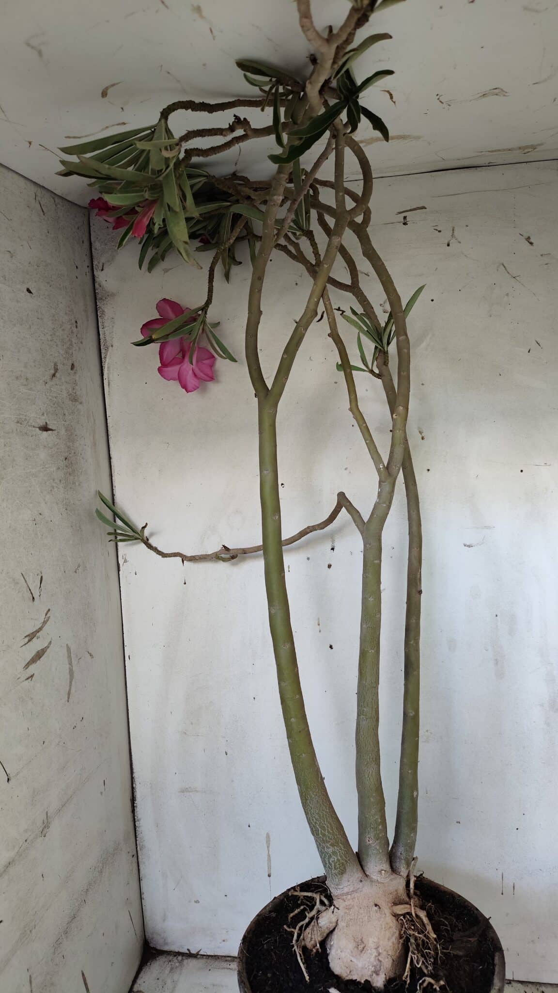 Planta Dobrada 3122 – 70cm – 05 anos