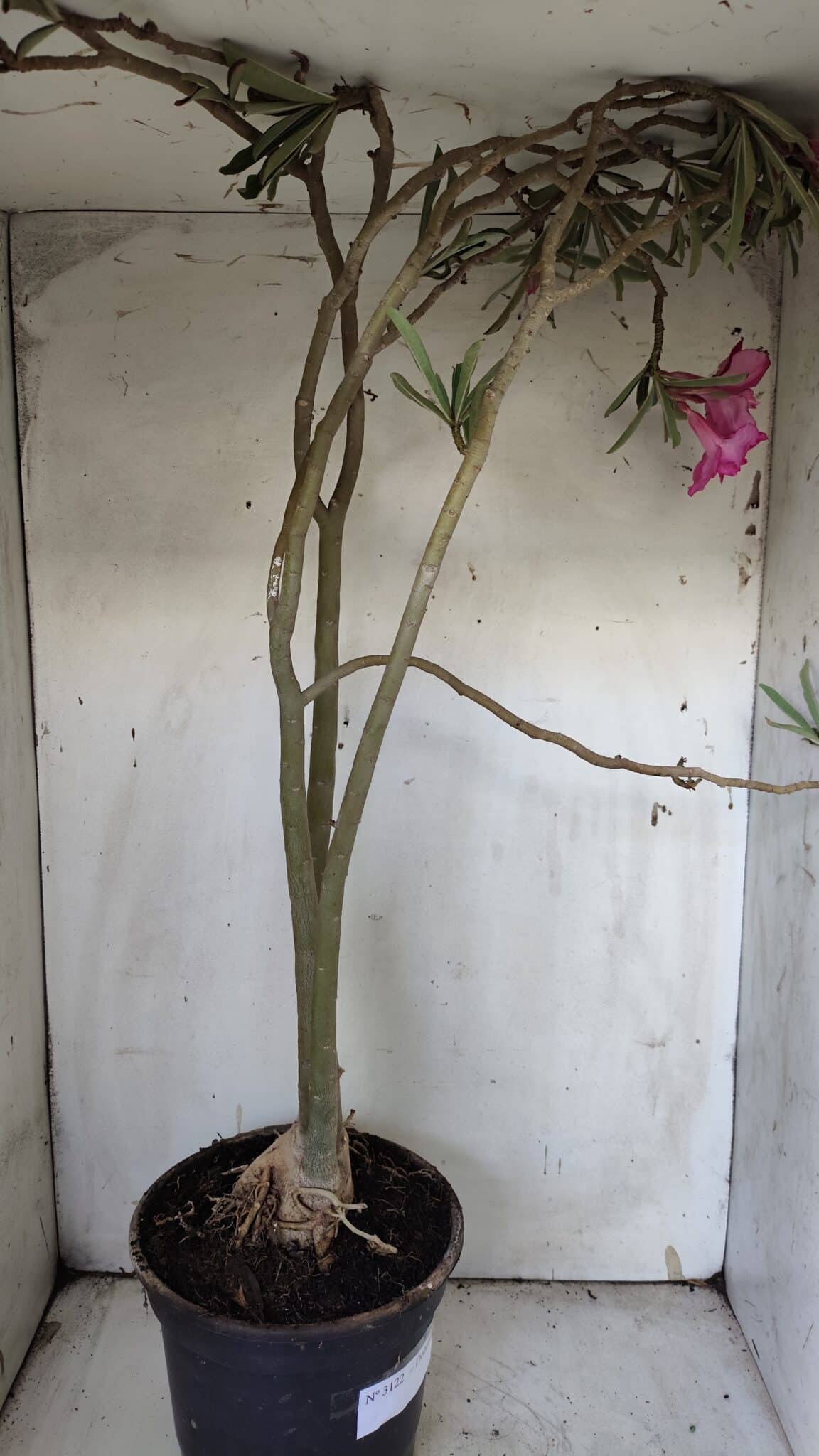 Planta Dobrada 3122 – 70cm – 05 anos