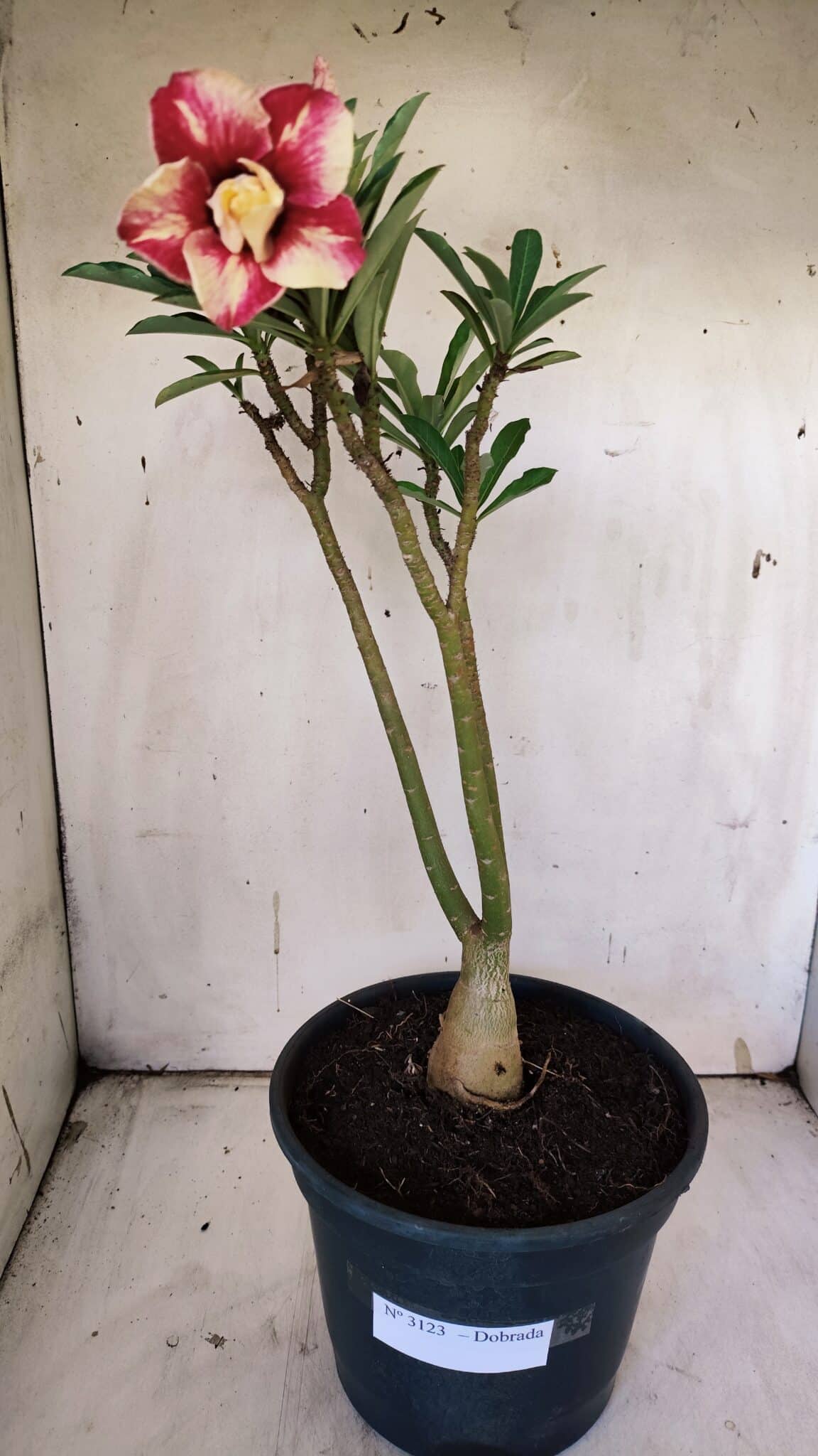 Planta Dobrada 3123 – 35cm – 03 anos