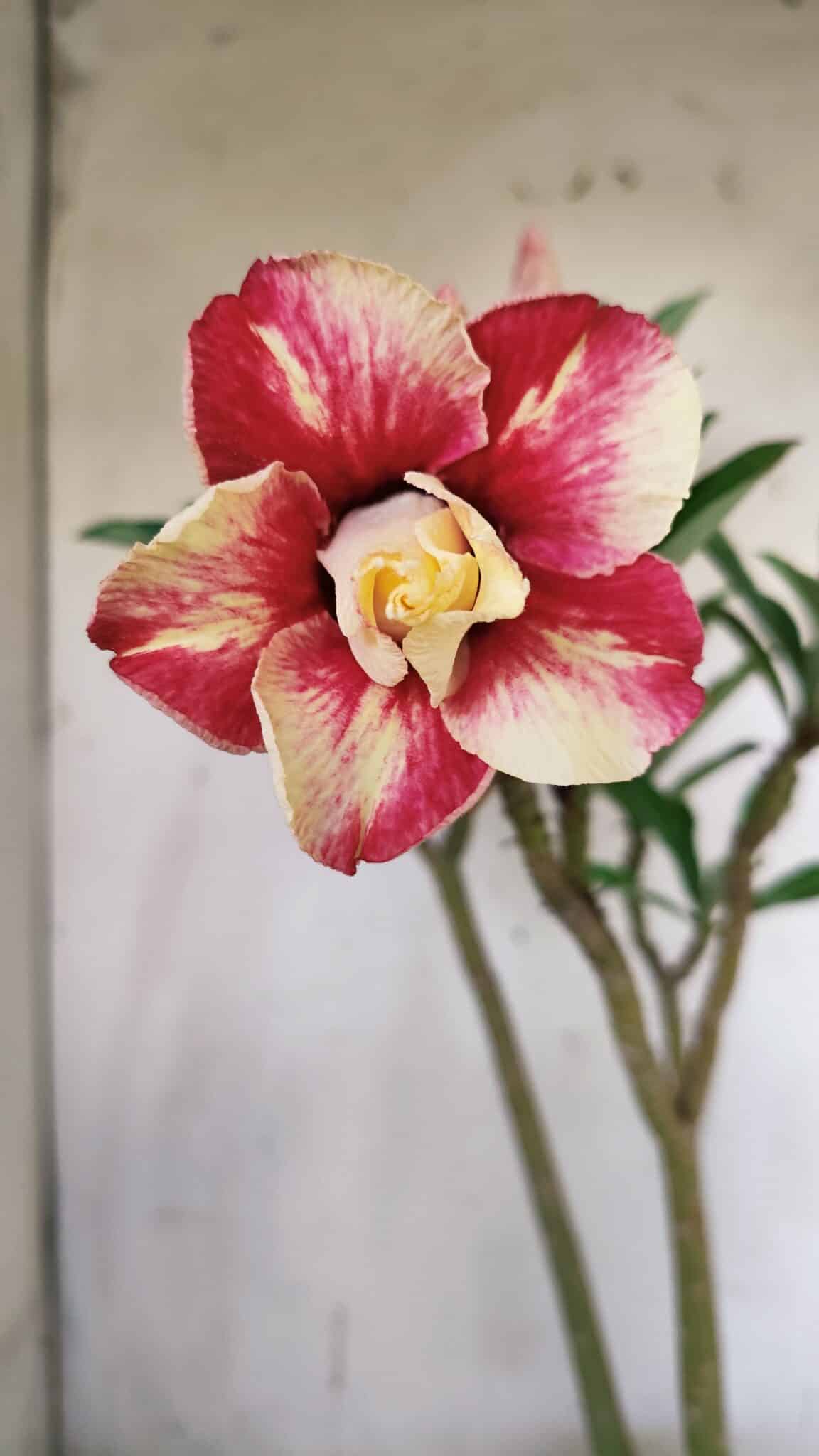 Planta Dobrada 3123 – 35cm – 03 anos