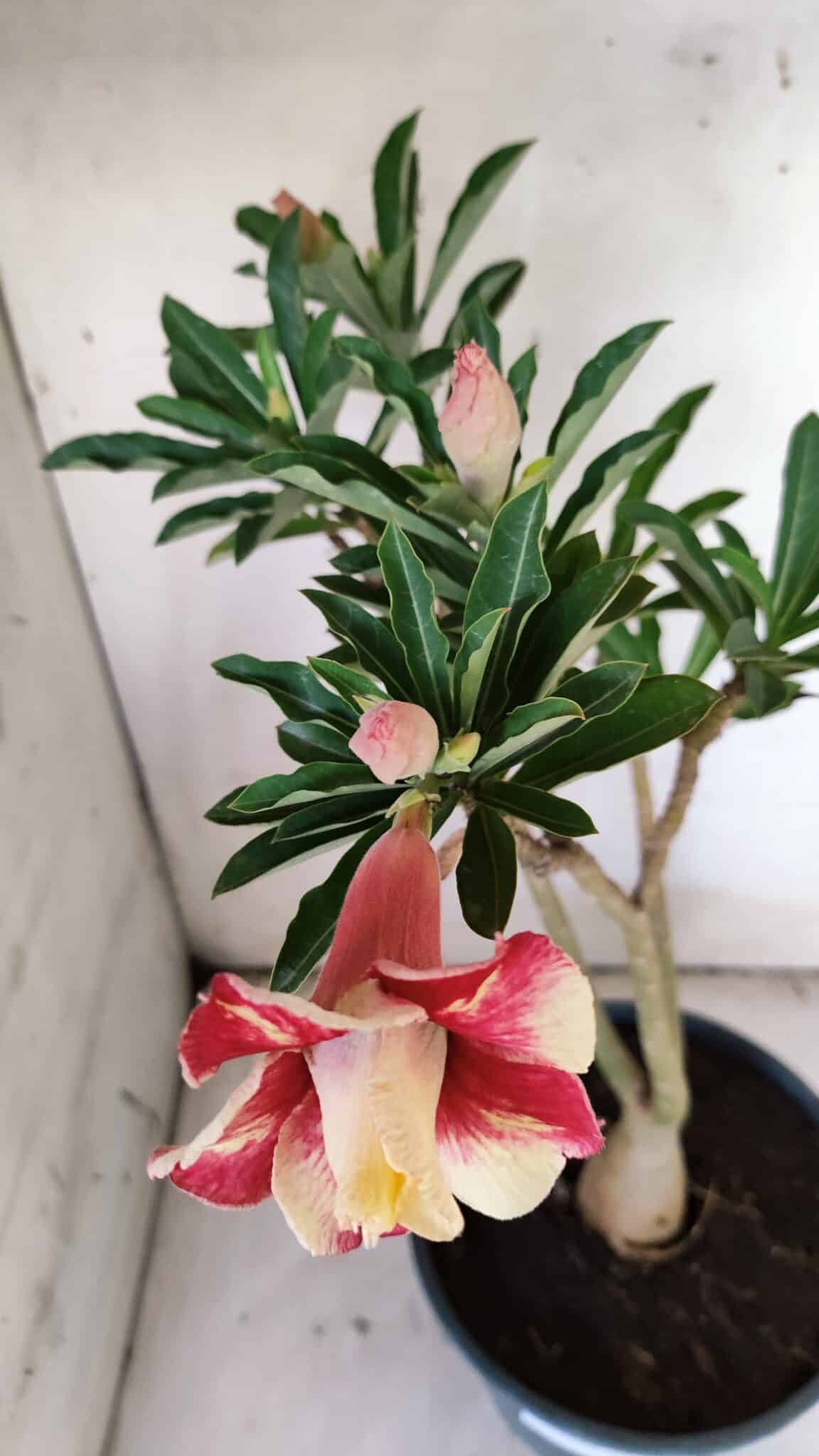 Planta Dobrada 3123 – 35cm – 03 anos