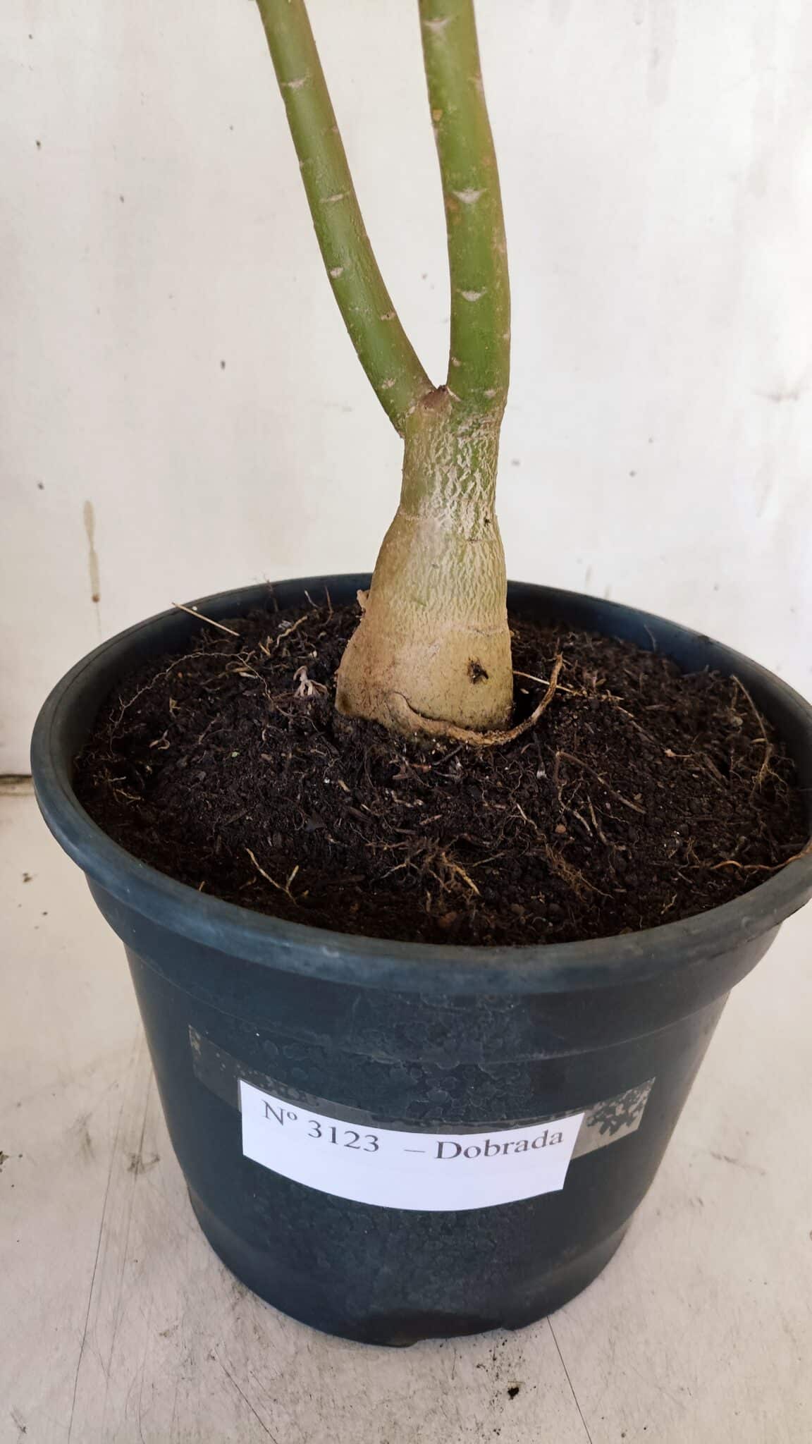 Planta Dobrada 3123 – 35cm – 03 anos