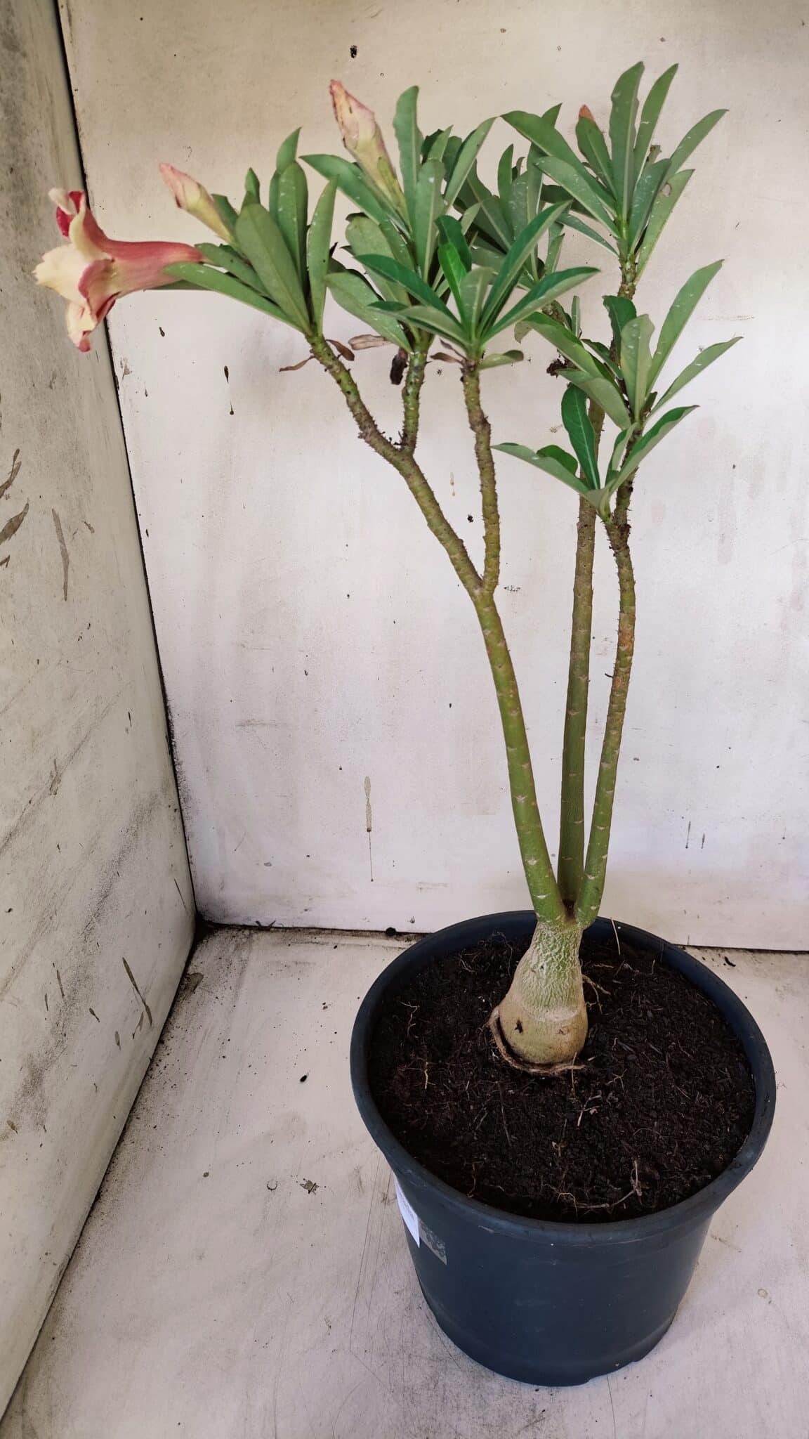 Planta Dobrada 3123 – 35cm – 03 anos