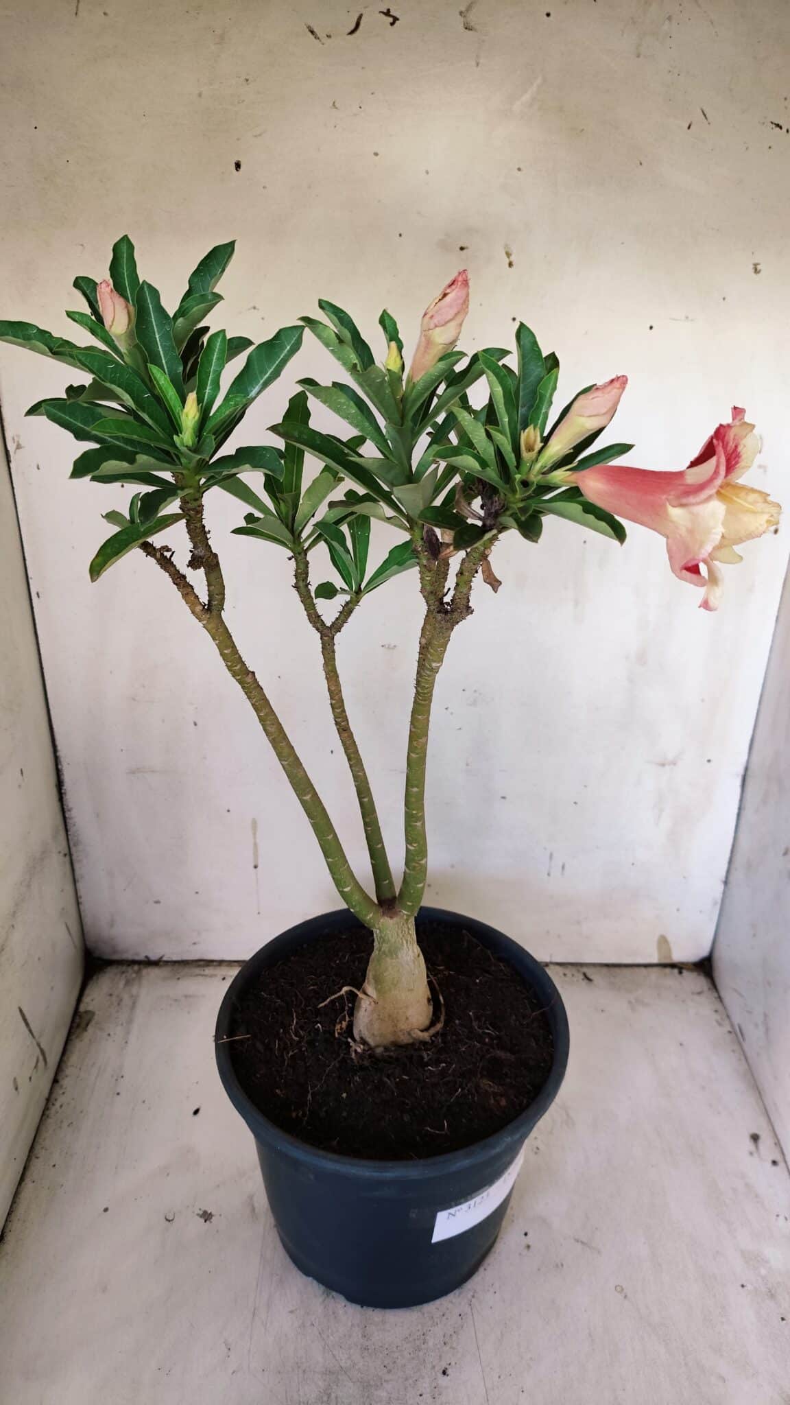 Planta Dobrada 3123 – 35cm – 03 anos
