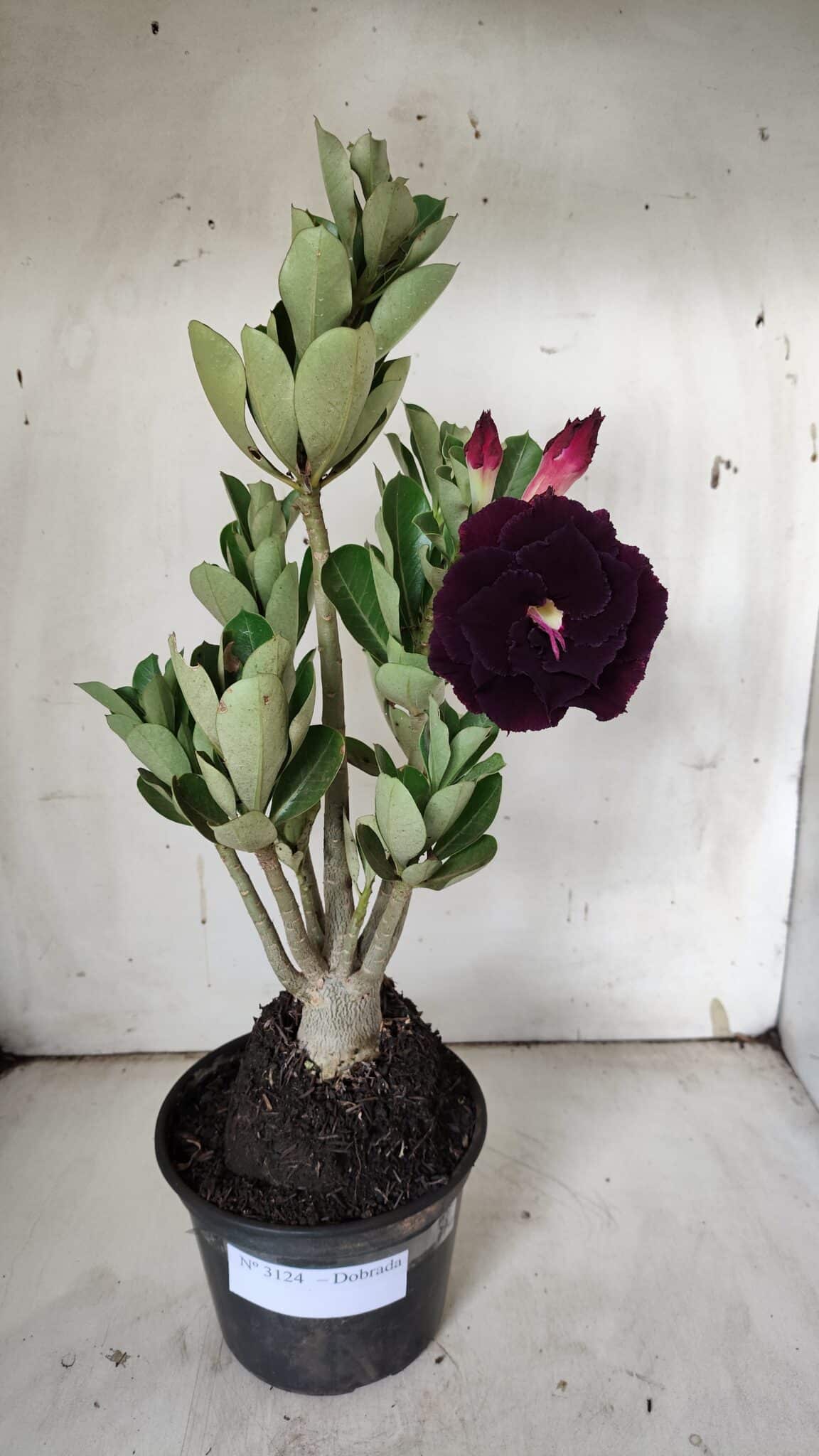 Planta Dobrada 3124 – 35cm – 03 anos