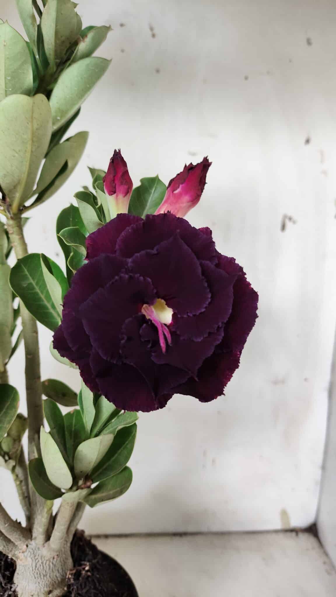 Planta Dobrada 3124 – 35cm – 03 anos