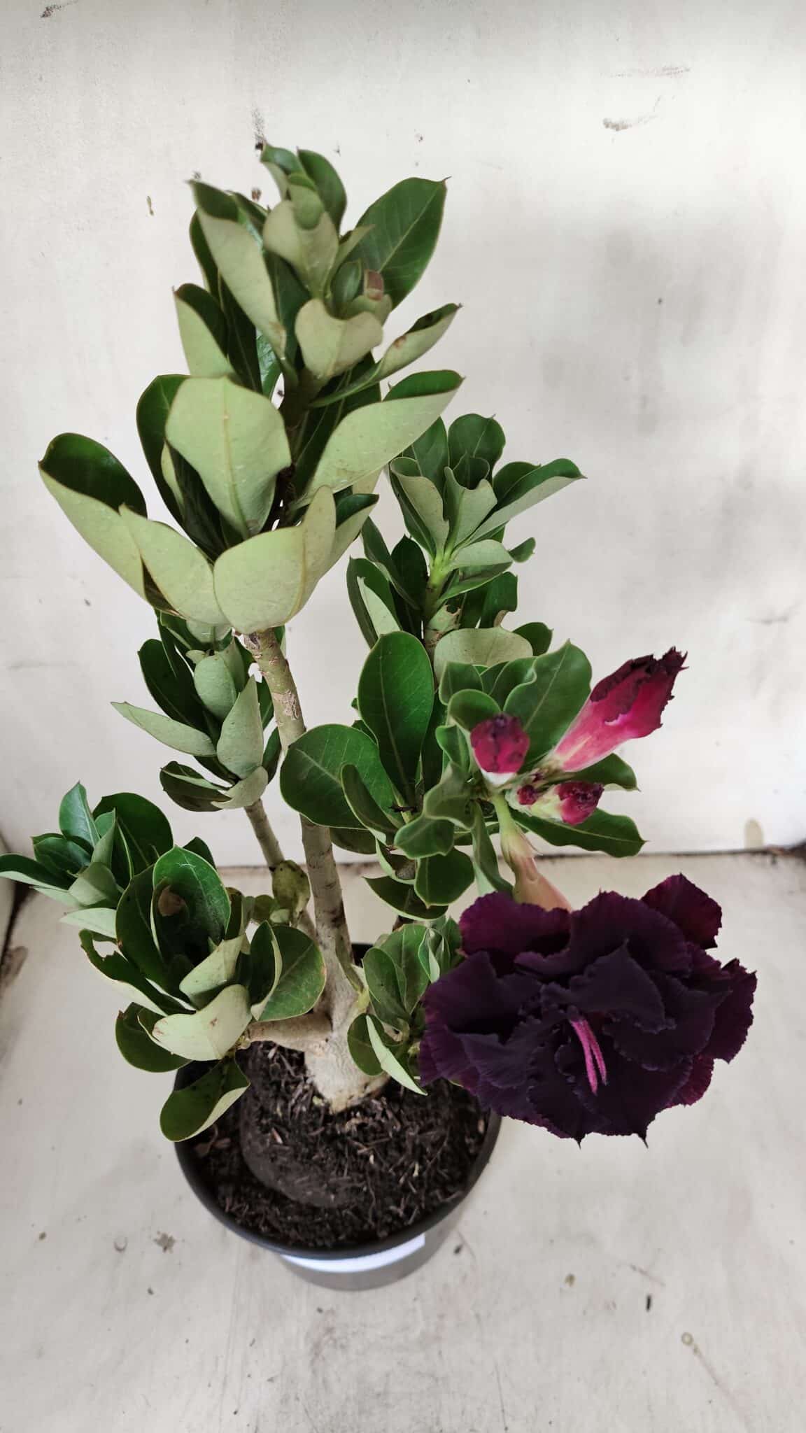 Planta Dobrada 3124 – 35cm – 03 anos