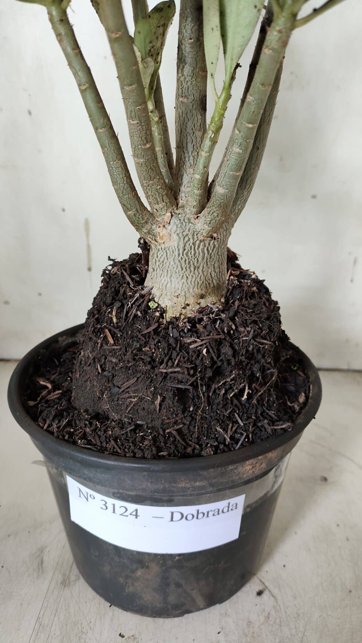 Planta Dobrada 3124 – 35cm – 03 anos
