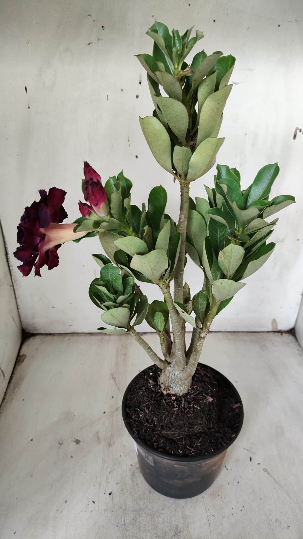 Planta Dobrada 3124 – 35cm – 03 anos