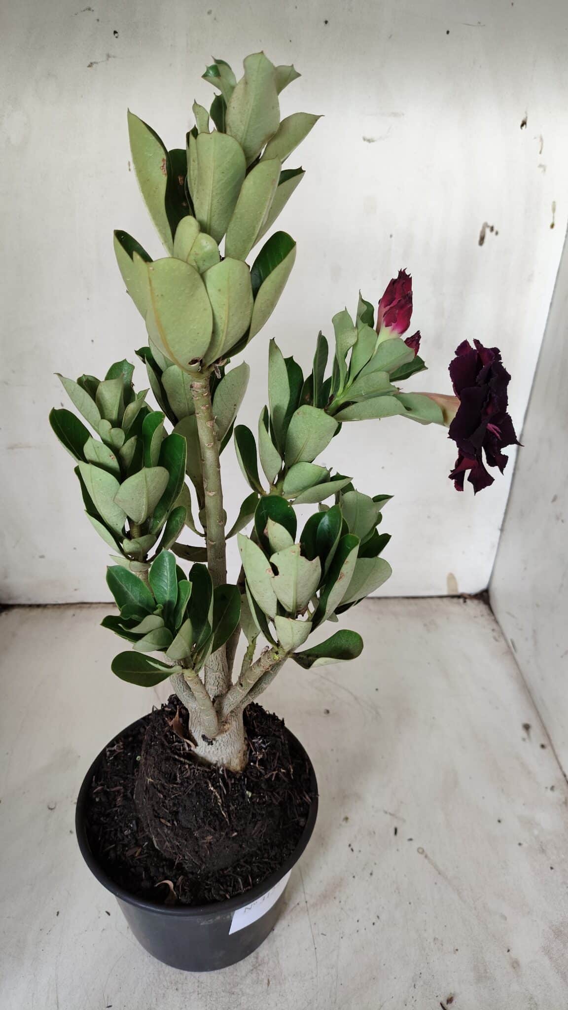 Planta Dobrada 3124 – 35cm – 03 anos