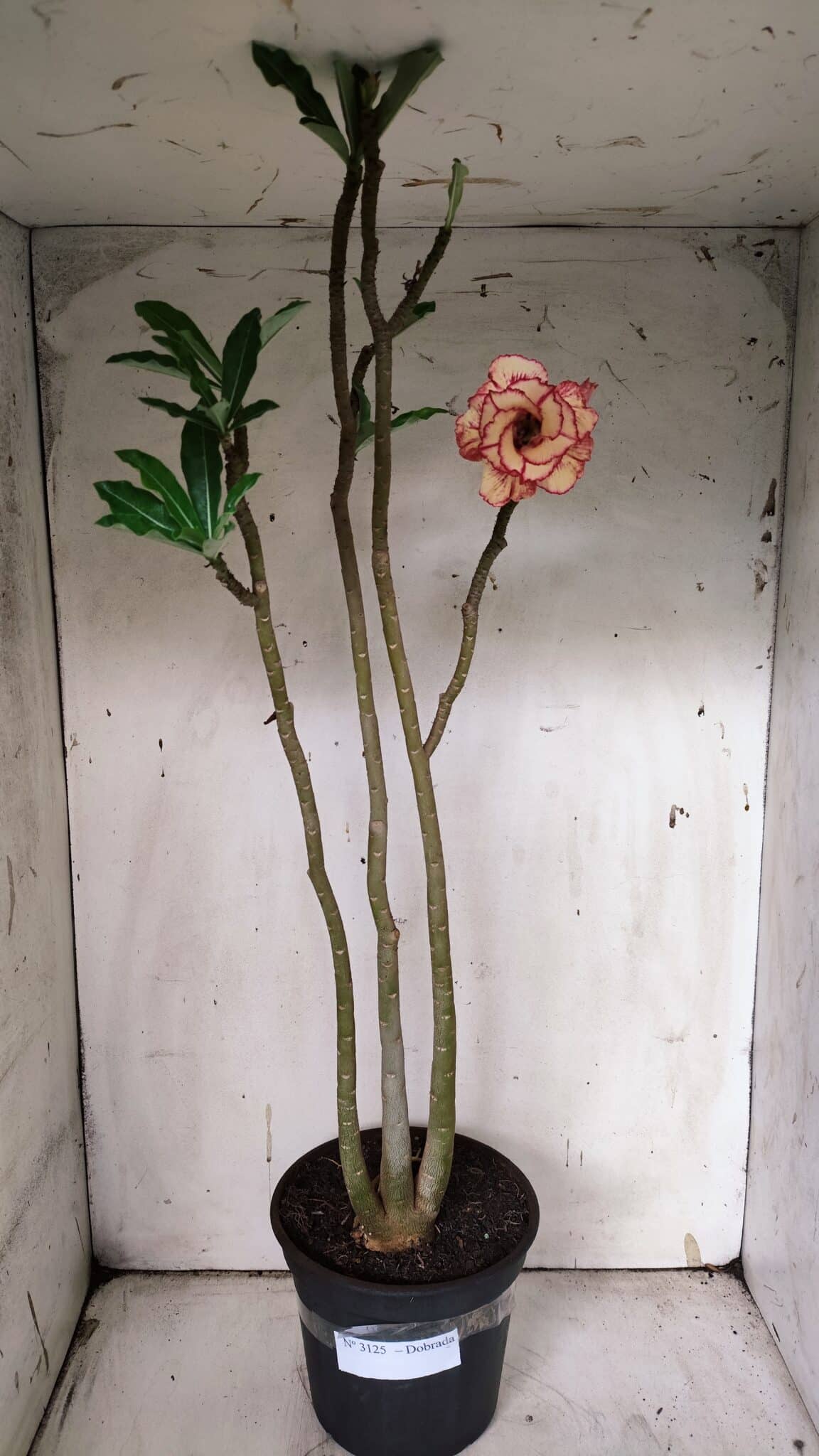 Planta Dobrada 3125 – 50cm – 04 anos