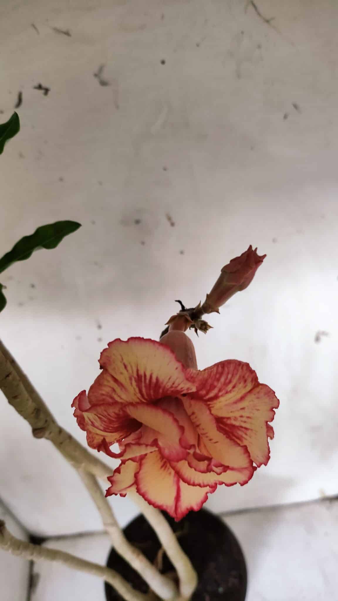 Planta Dobrada 3125 – 50cm – 04 anos