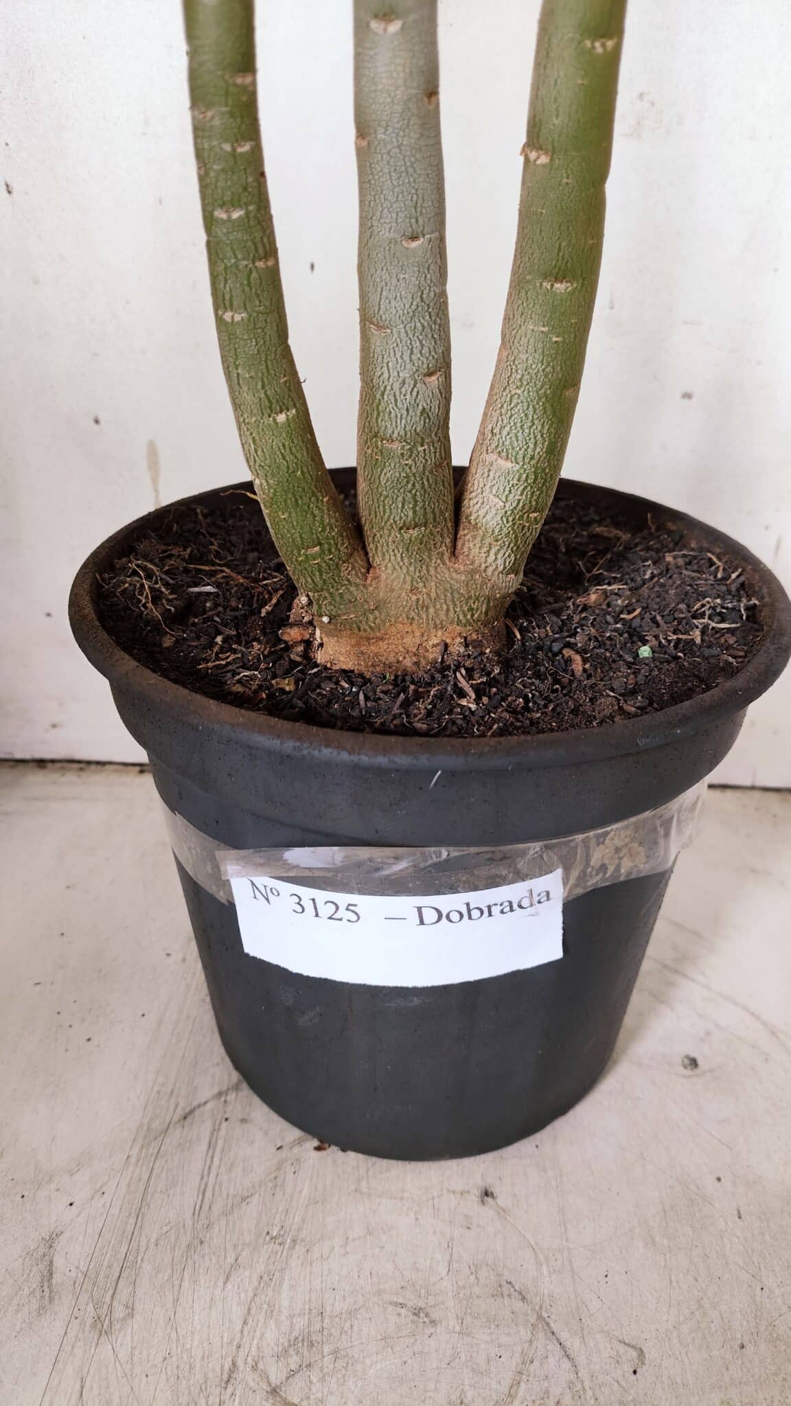 Planta Dobrada 3125 – 50cm – 04 anos