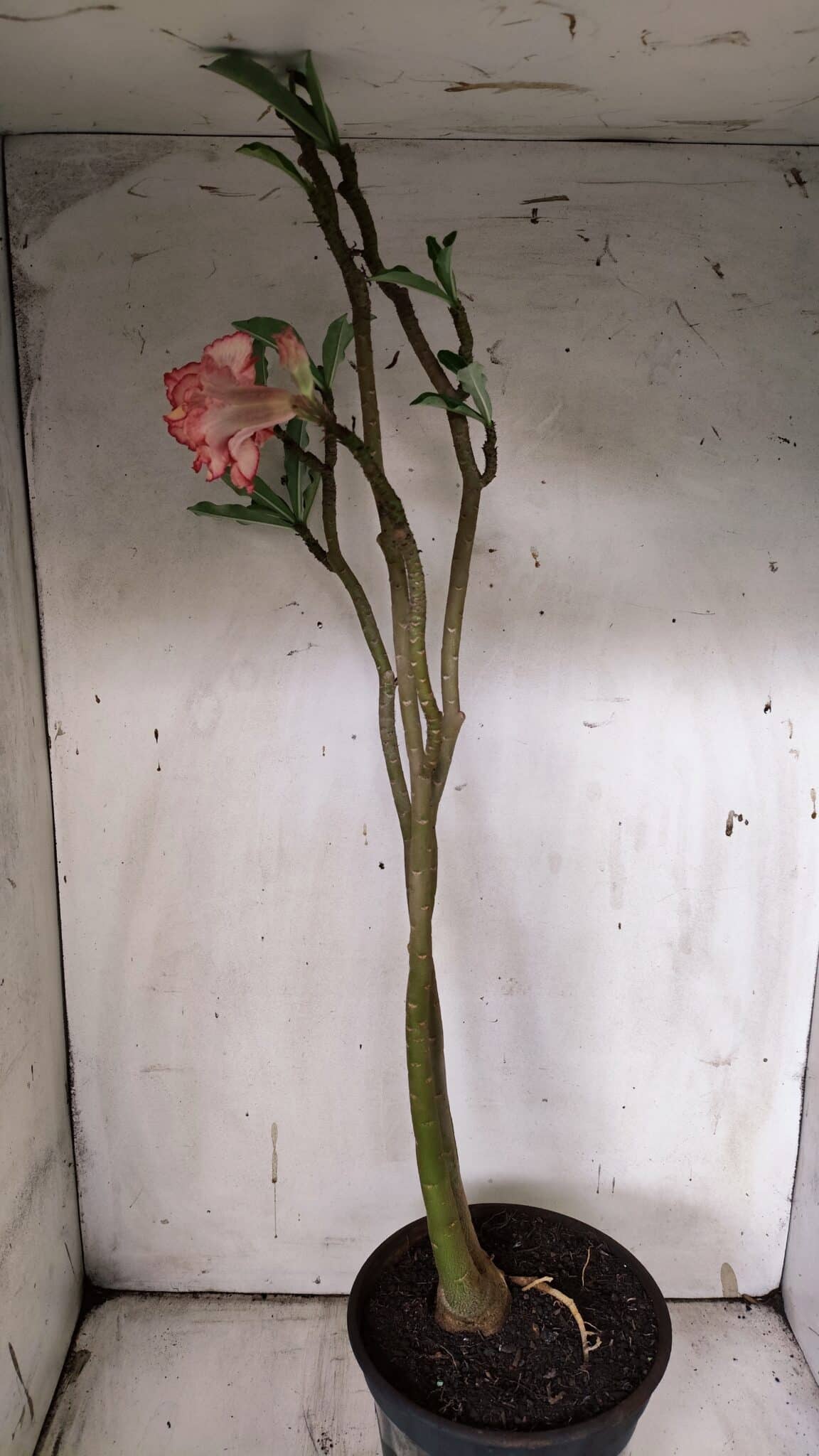 Planta Dobrada 3125 – 50cm – 04 anos