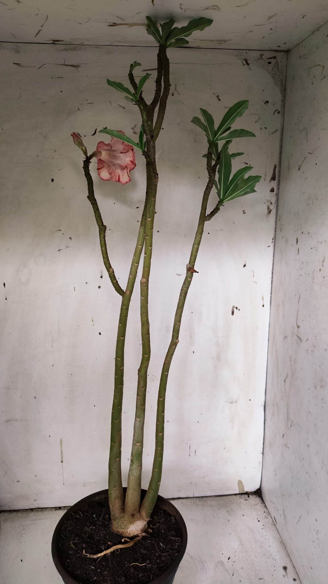Planta Dobrada 3125 – 50cm – 04 anos