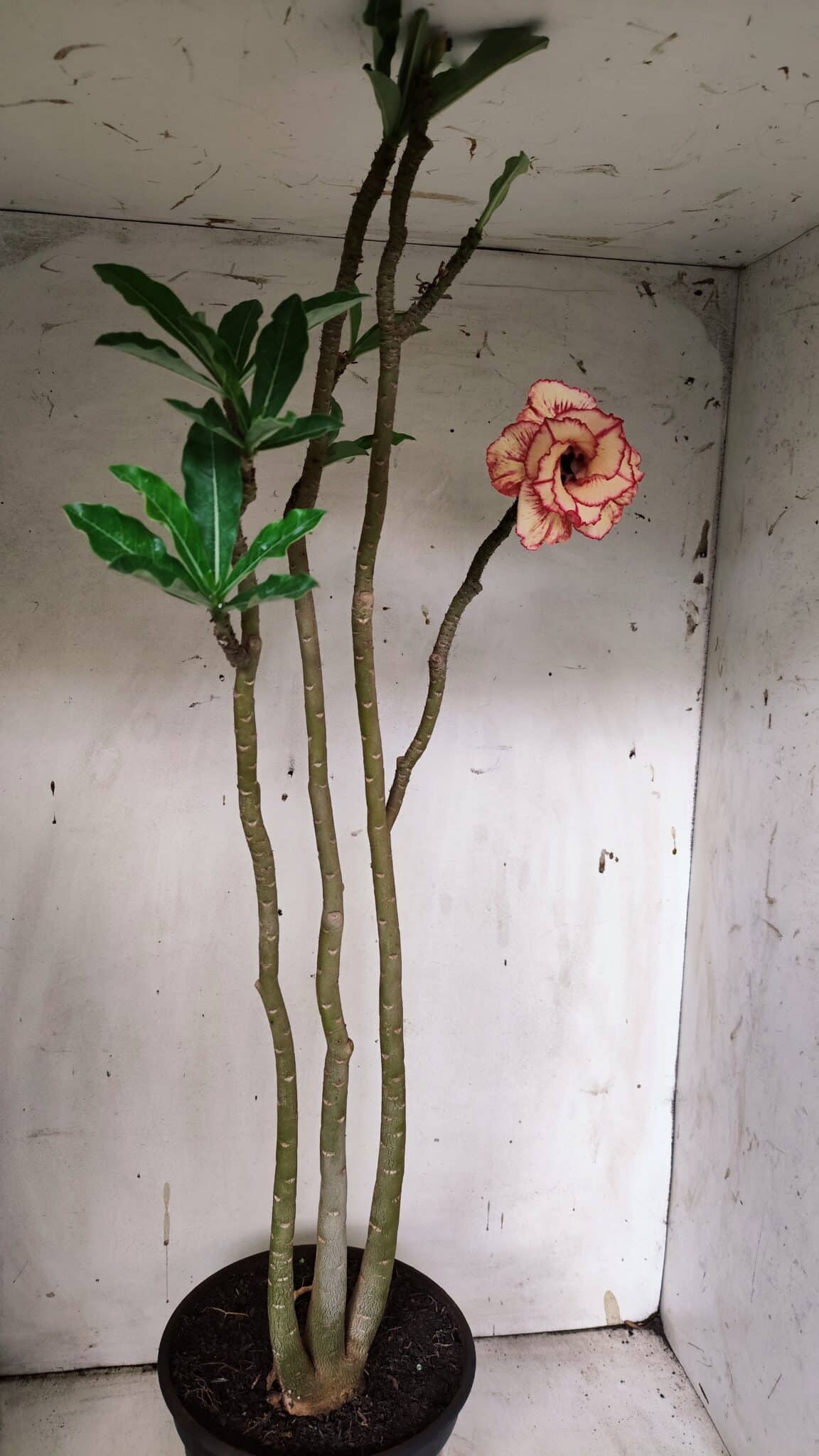 Planta Dobrada 3125 – 50cm – 04 anos