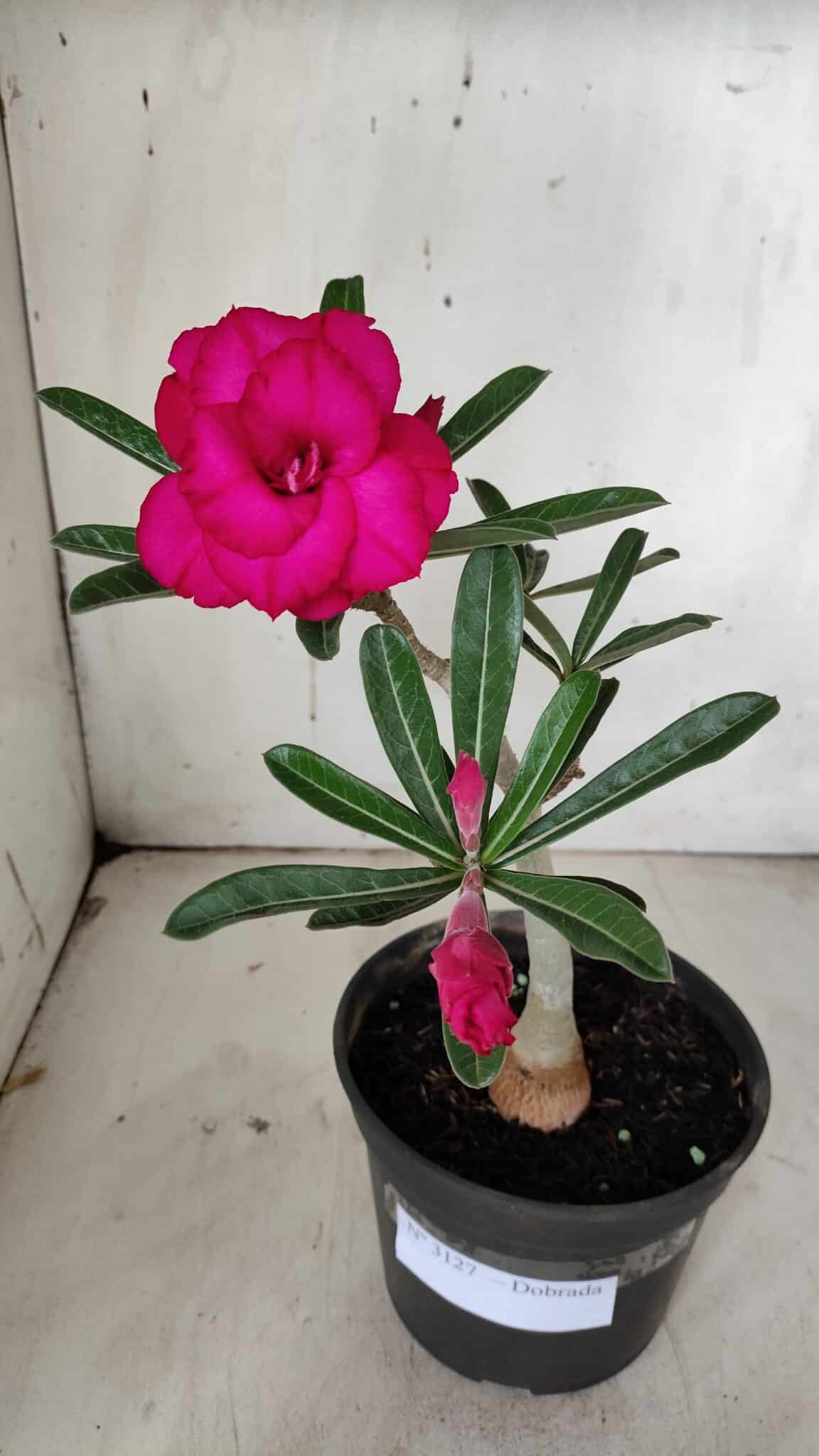 Planta Dobrada 3127 – 30cm – 02 anos