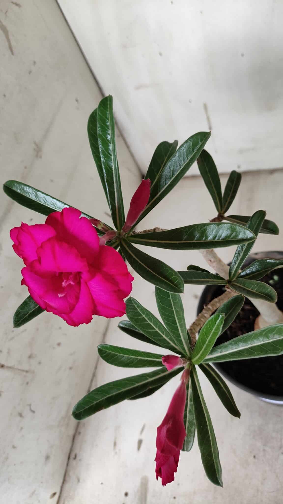 Planta Dobrada 3127 – 30cm – 02 anos
