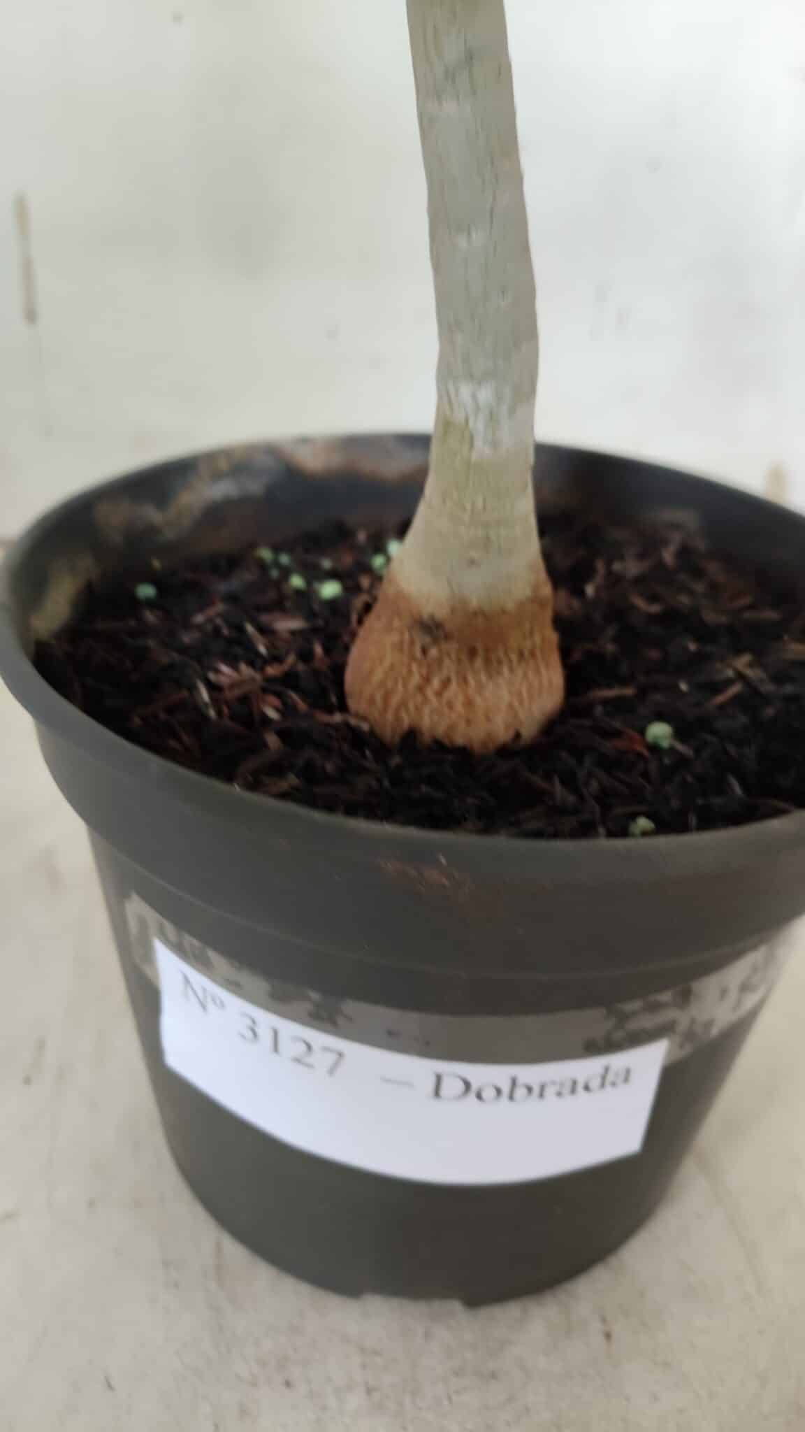 Planta Dobrada 3127 – 30cm – 02 anos