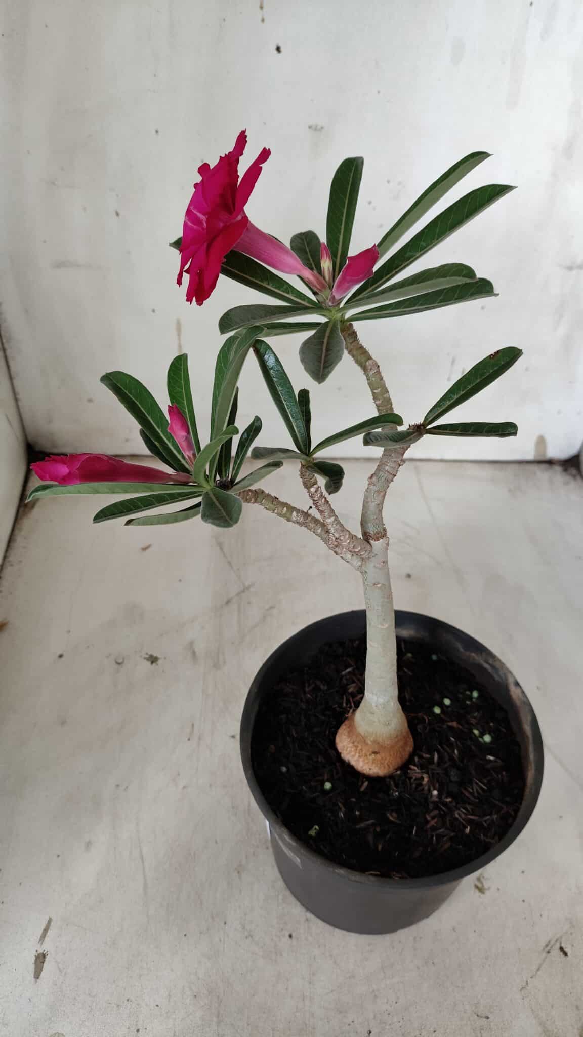 Planta Dobrada 3127 – 30cm – 02 anos