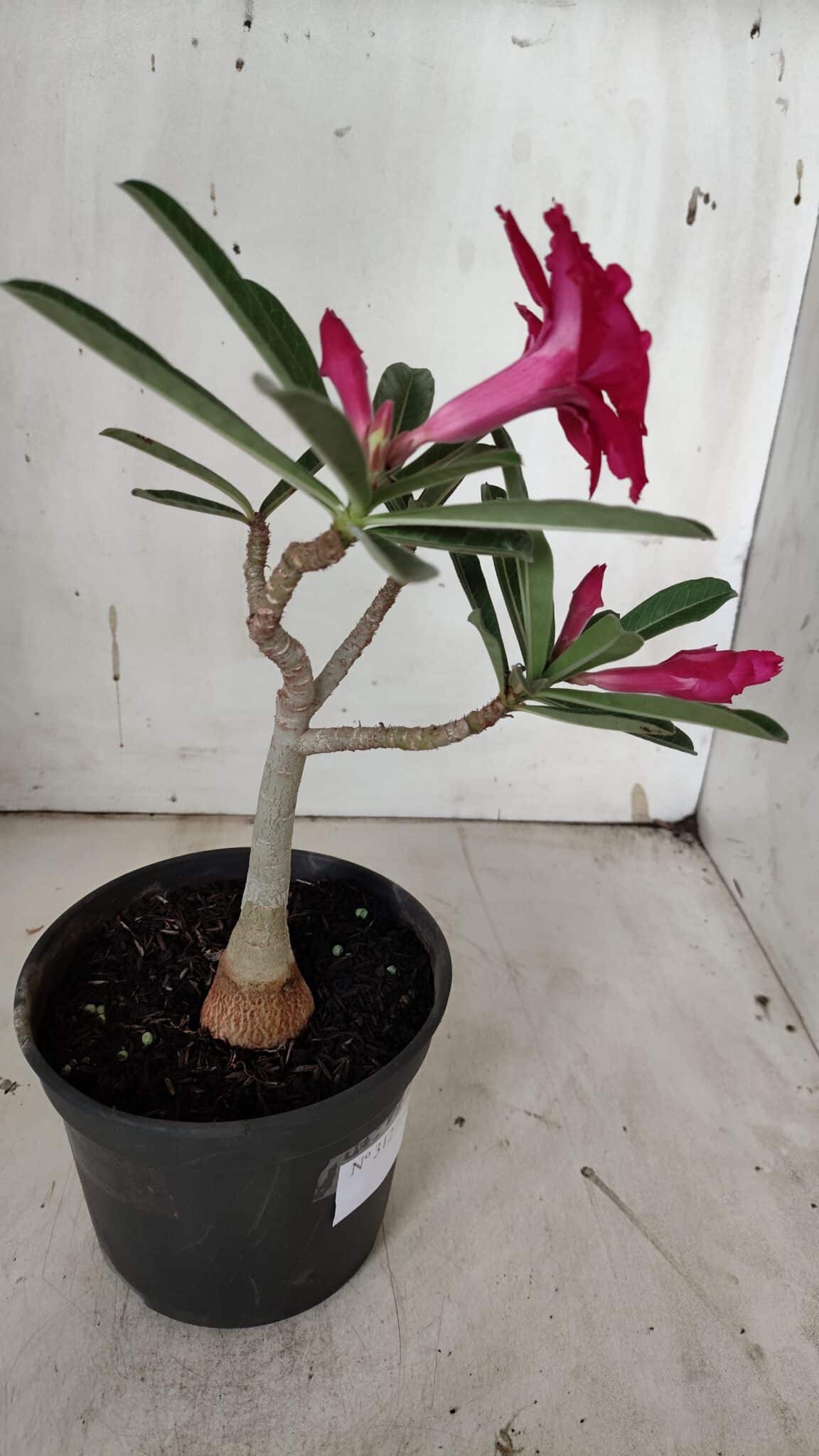 Planta Dobrada 3127 – 30cm – 02 anos