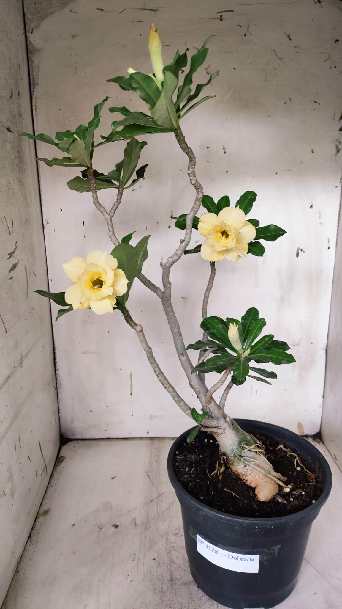 Planta Dobrada 3128 – 50cm – 04 anos
