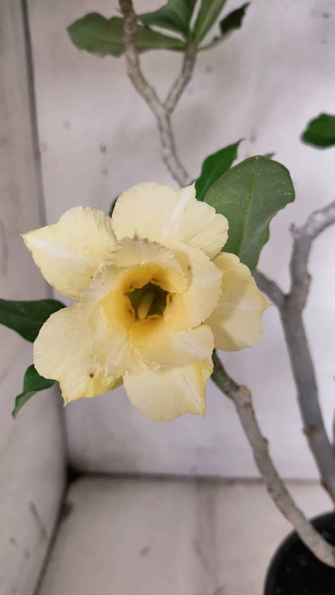 Planta Dobrada 3128 – 50cm – 04 anos