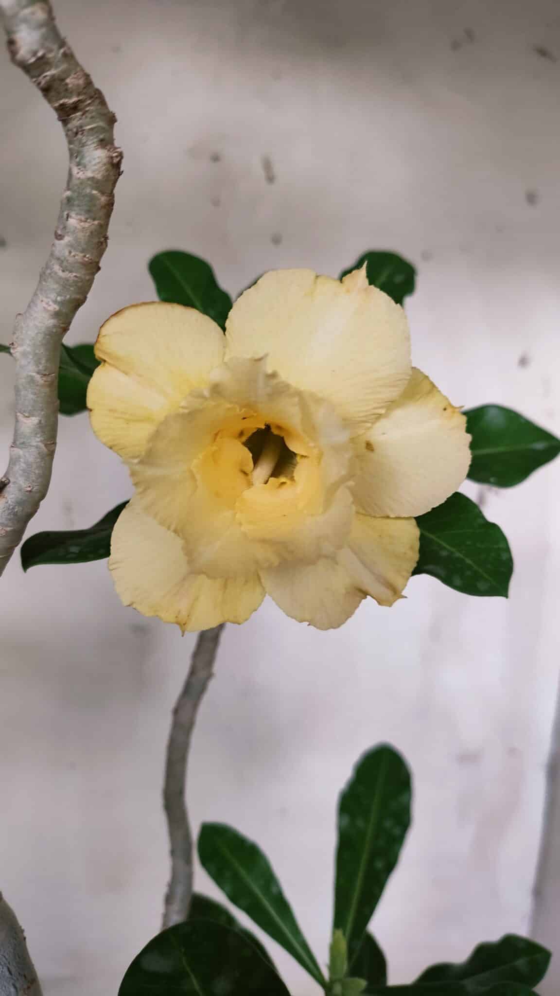 Planta Dobrada 3128 – 50cm – 04 anos