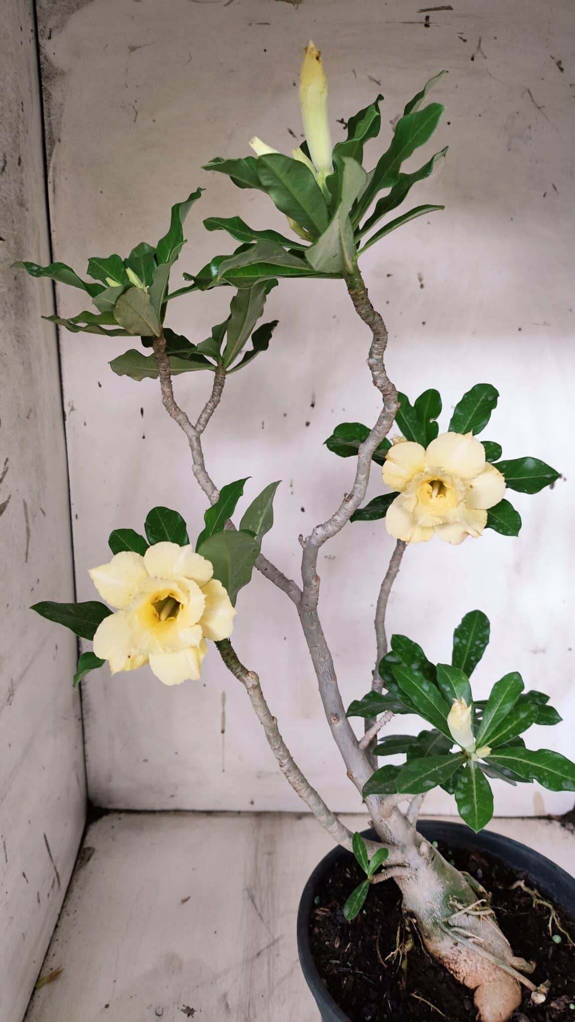 Planta Dobrada 3128 – 50cm – 04 anos