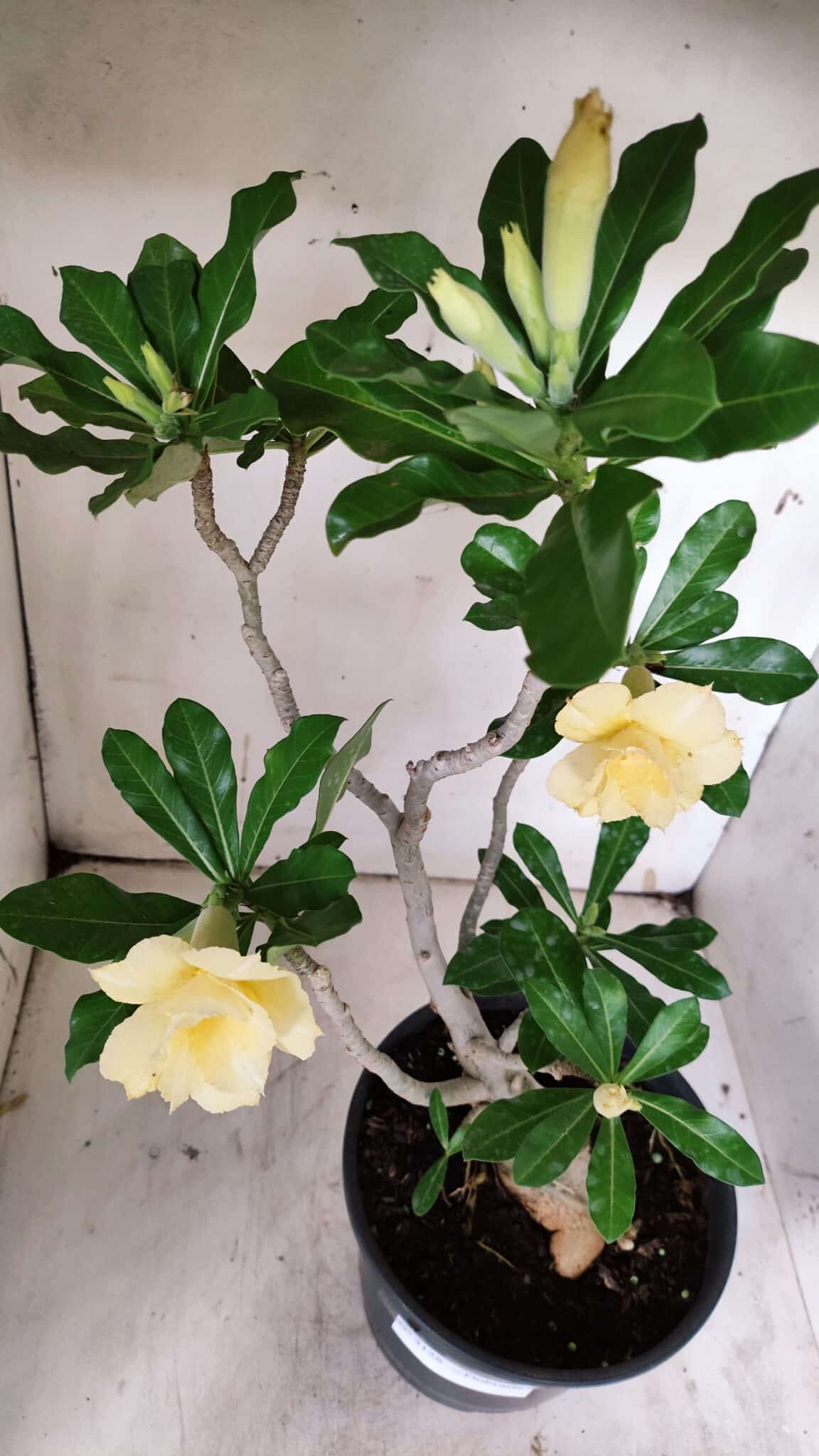 Planta Dobrada 3128 – 50cm – 04 anos
