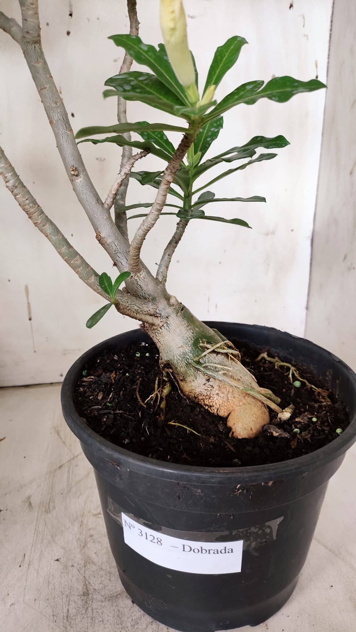 Planta Dobrada 3128 – 50cm – 04 anos