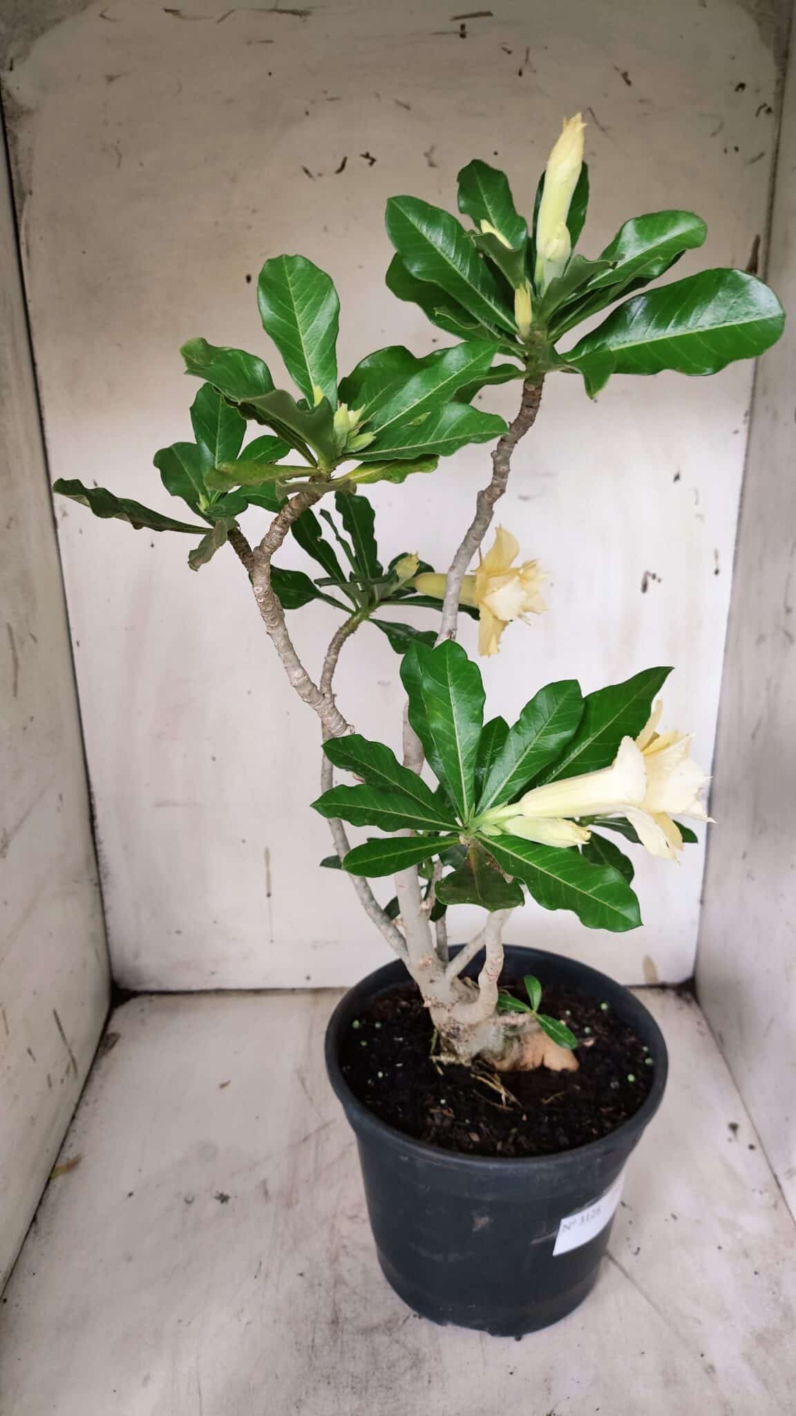 Planta Dobrada 3128 – 50cm – 04 anos