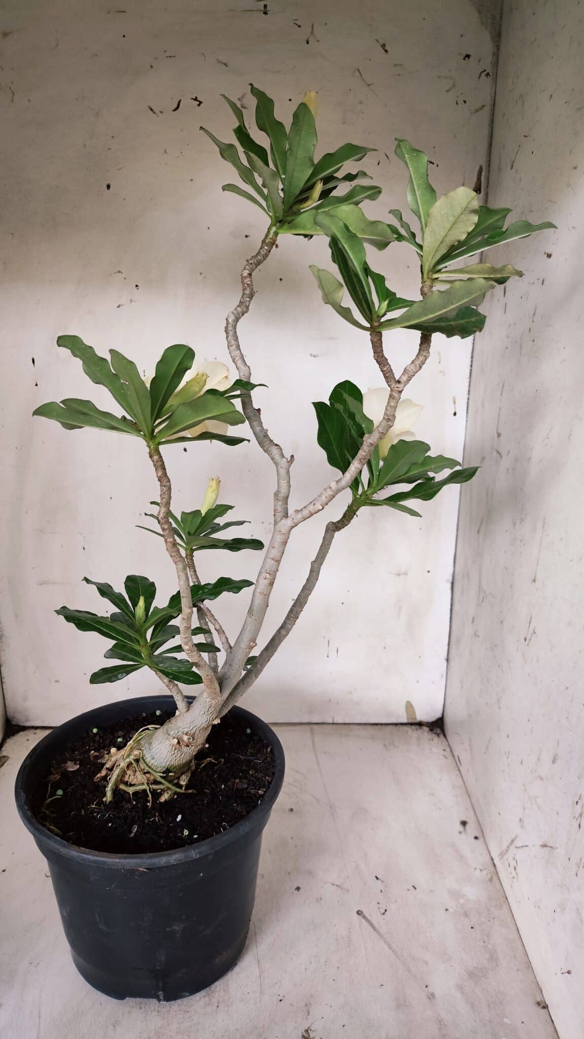 Planta Dobrada 3128 – 50cm – 04 anos