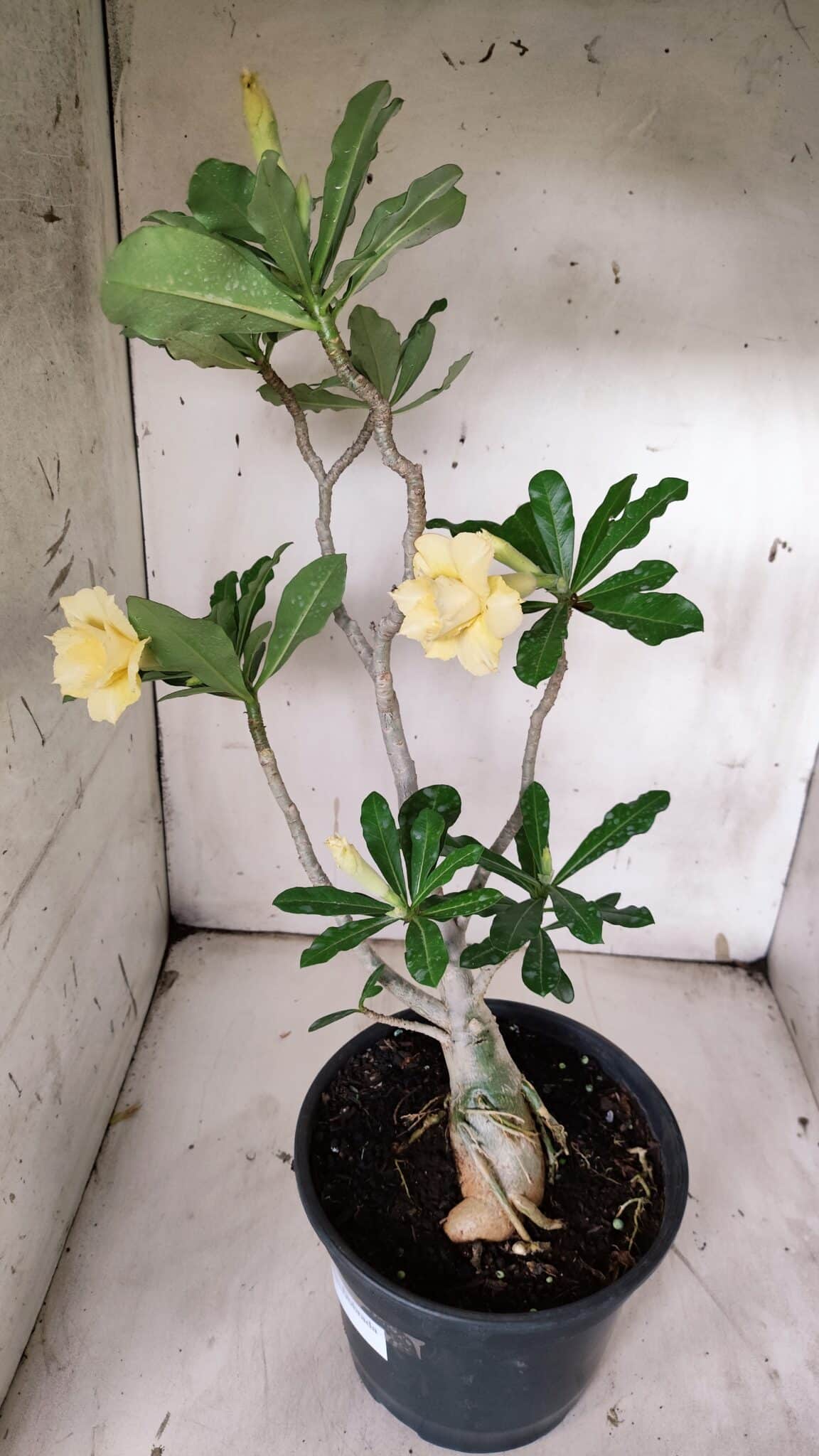 Planta Dobrada 3128 – 50cm – 04 anos