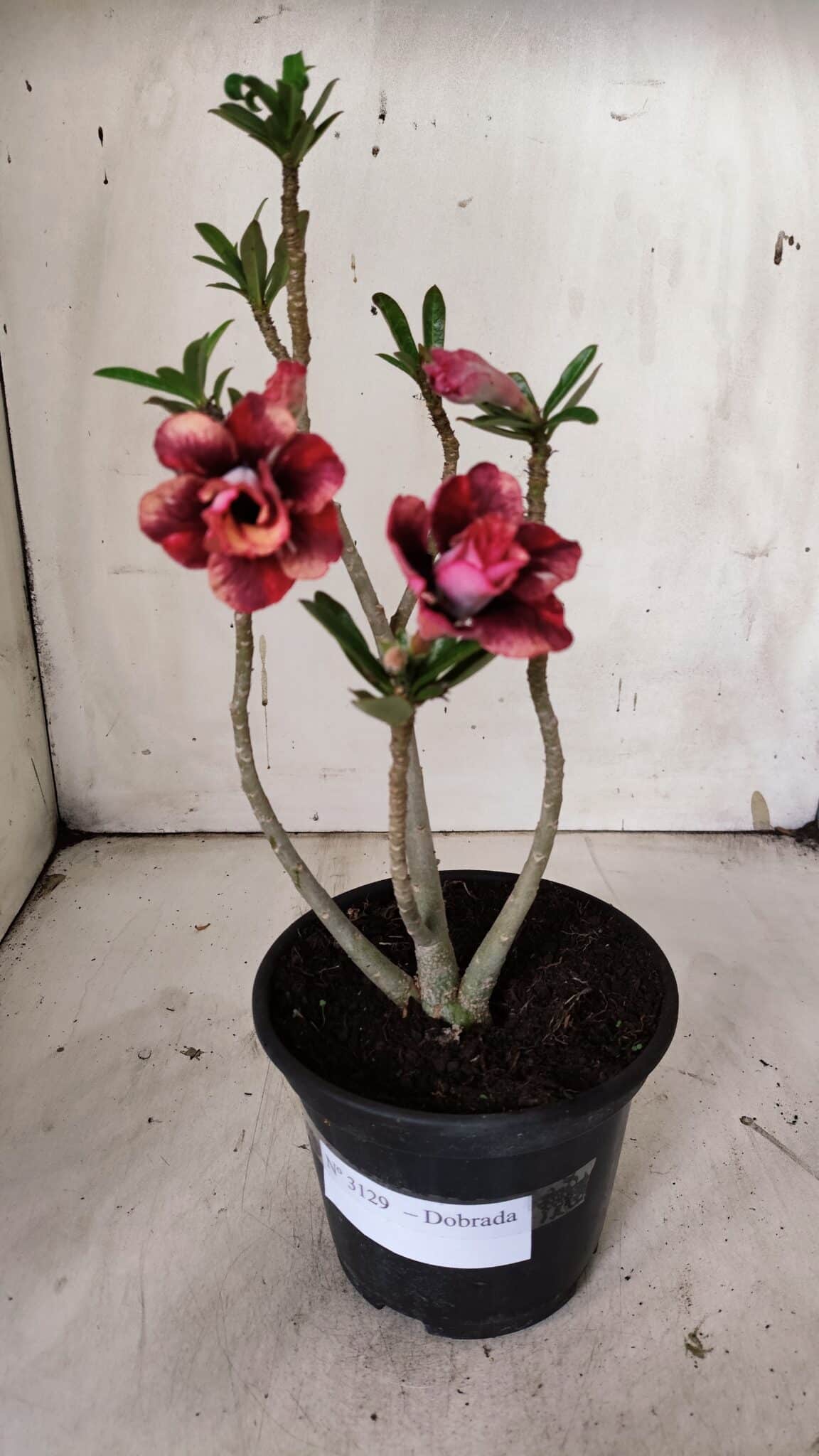 Planta Dobrada 3129 – 30cm – 02 anos