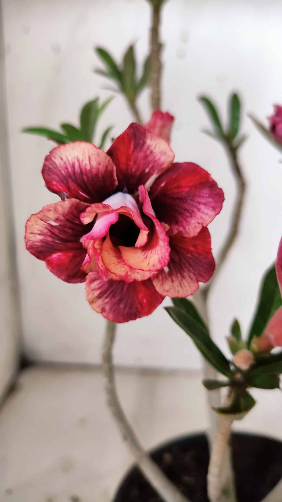 Planta Dobrada 3129 – 30cm – 02 anos