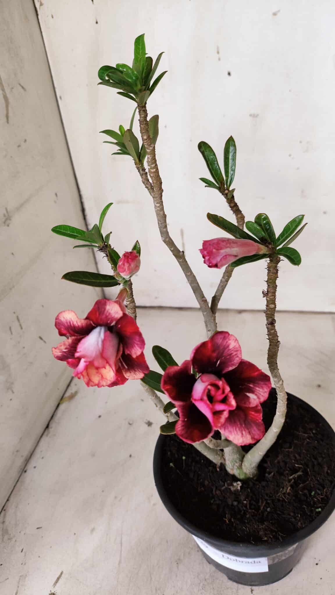 Planta Dobrada 3129 – 30cm – 02 anos