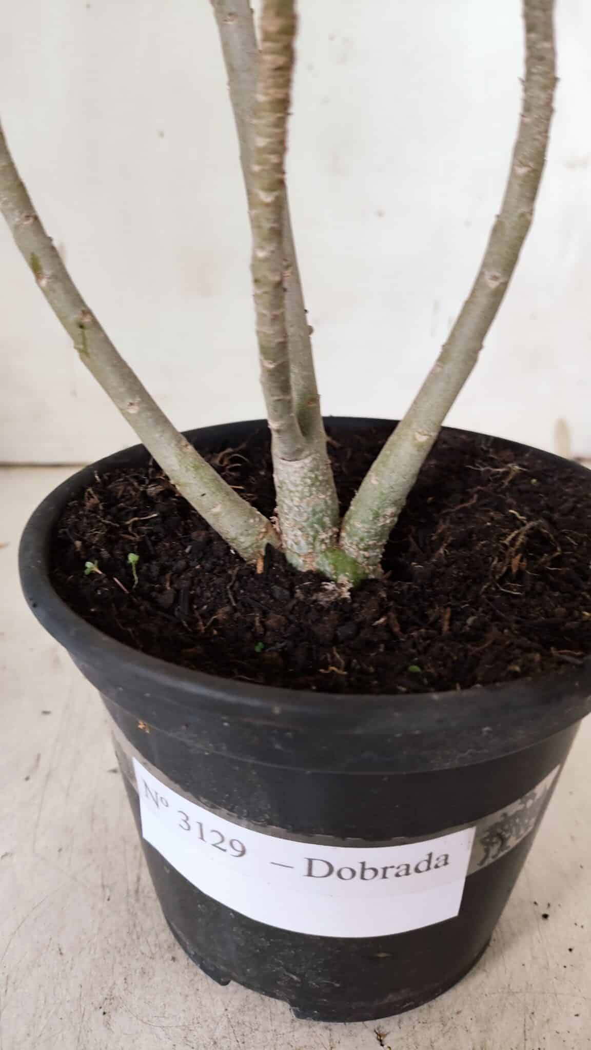 Planta Dobrada 3129 – 30cm – 02 anos