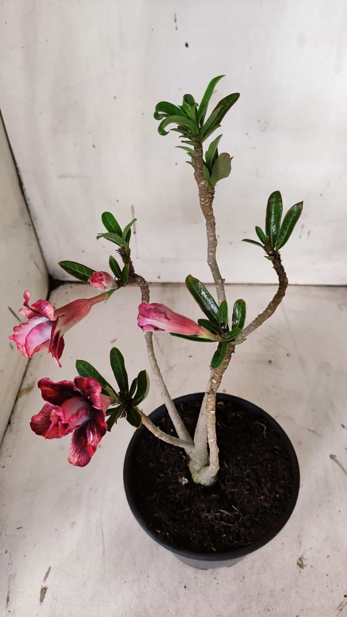 Planta Dobrada 3129 – 30cm – 02 anos