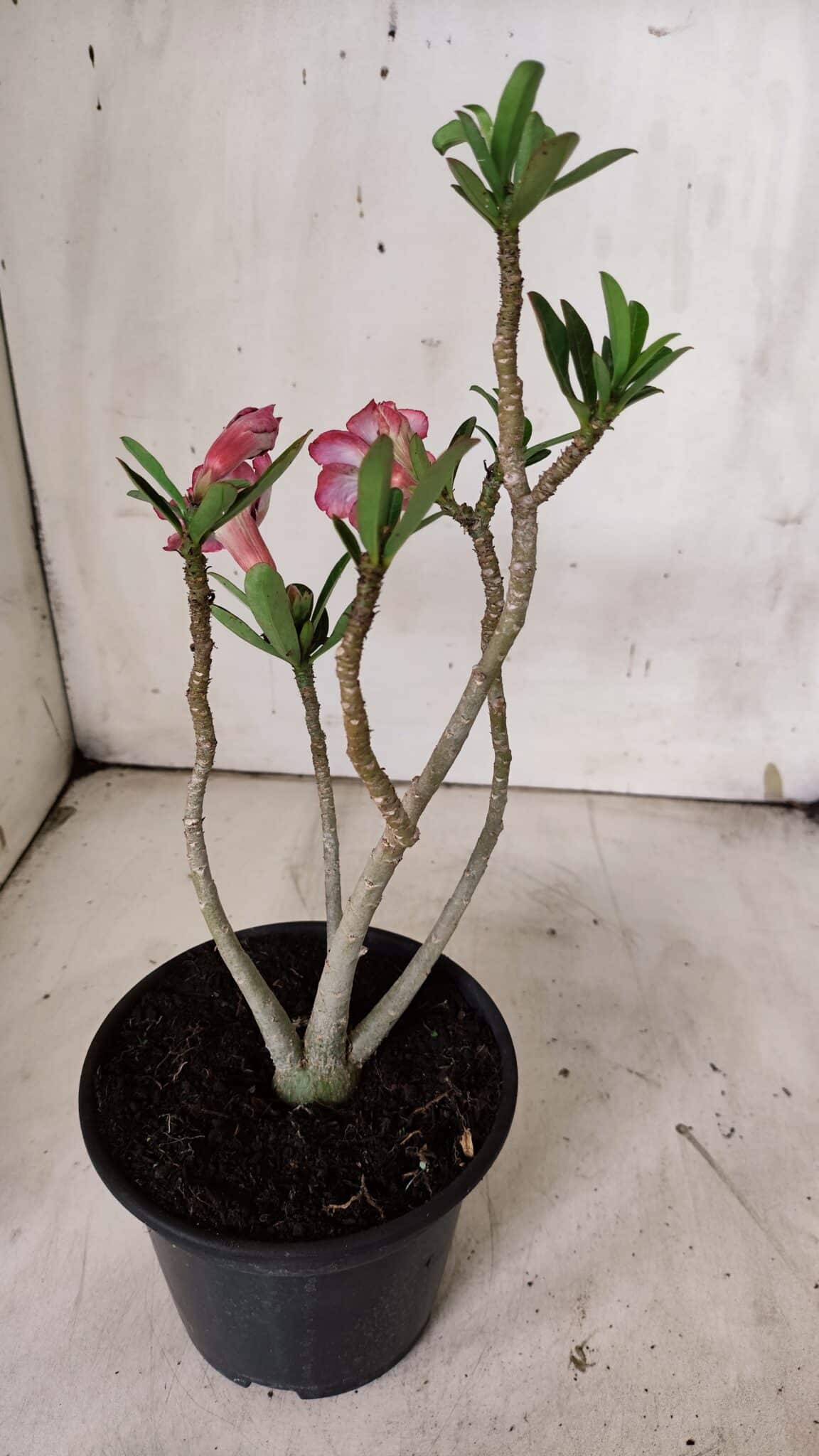 Planta Dobrada 3129 – 30cm – 02 anos