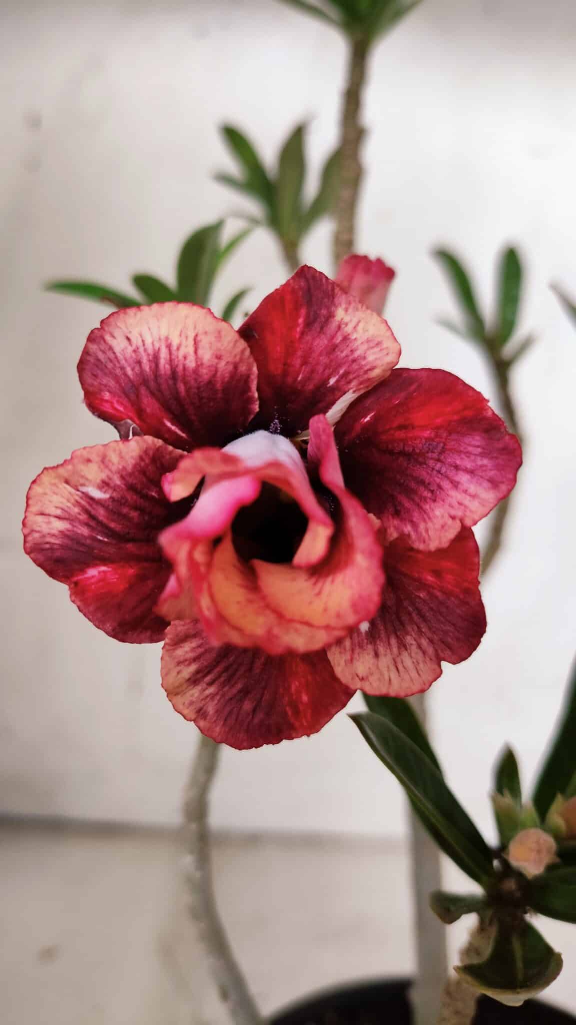 Planta Dobrada 3129 – 30cm – 02 anos
