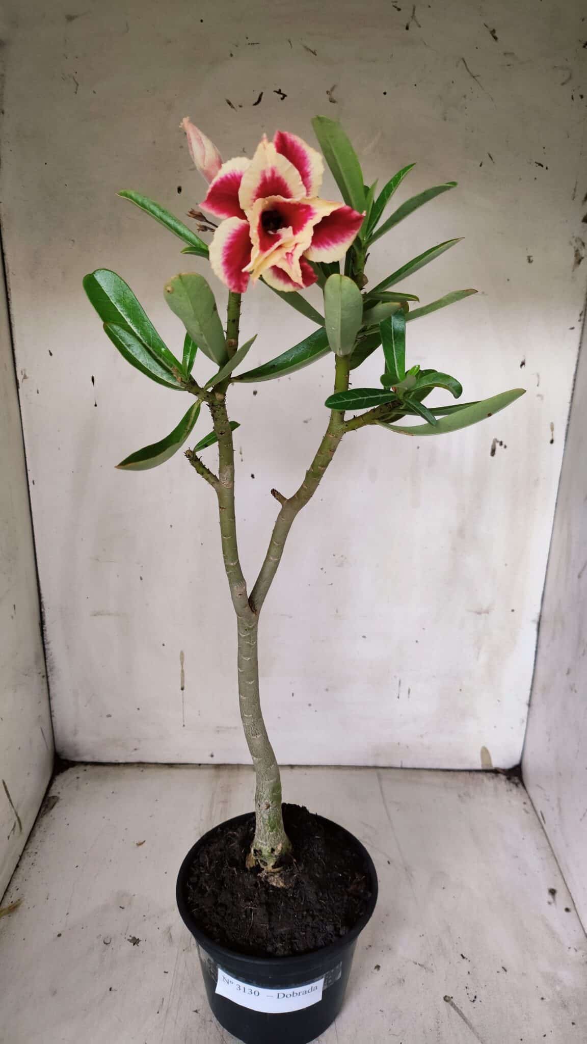Planta Dobrada 3130 – 35cm – 03 anos
