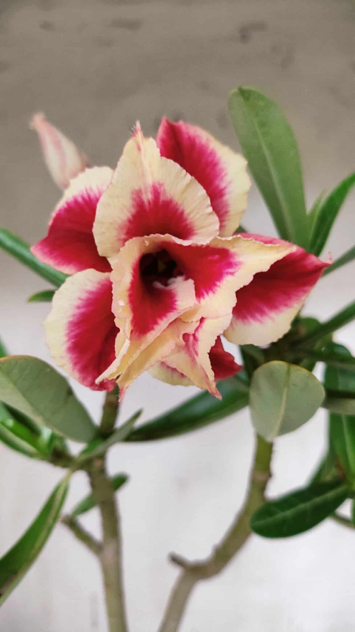 Planta Dobrada 3130 – 35cm – 03 anos